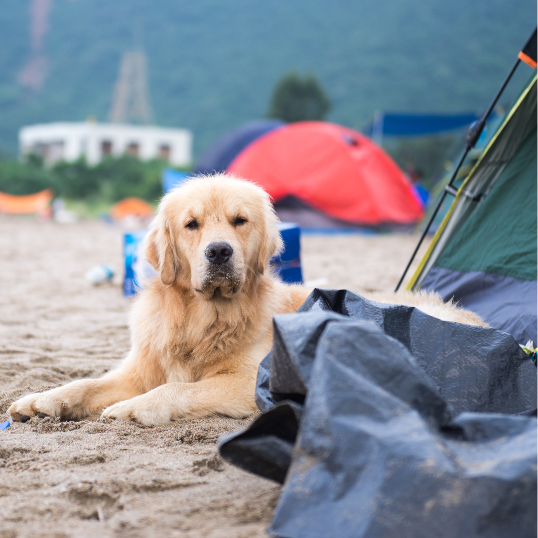 Adventure Awaits: Must-Have Dog Travel Gear for 2025