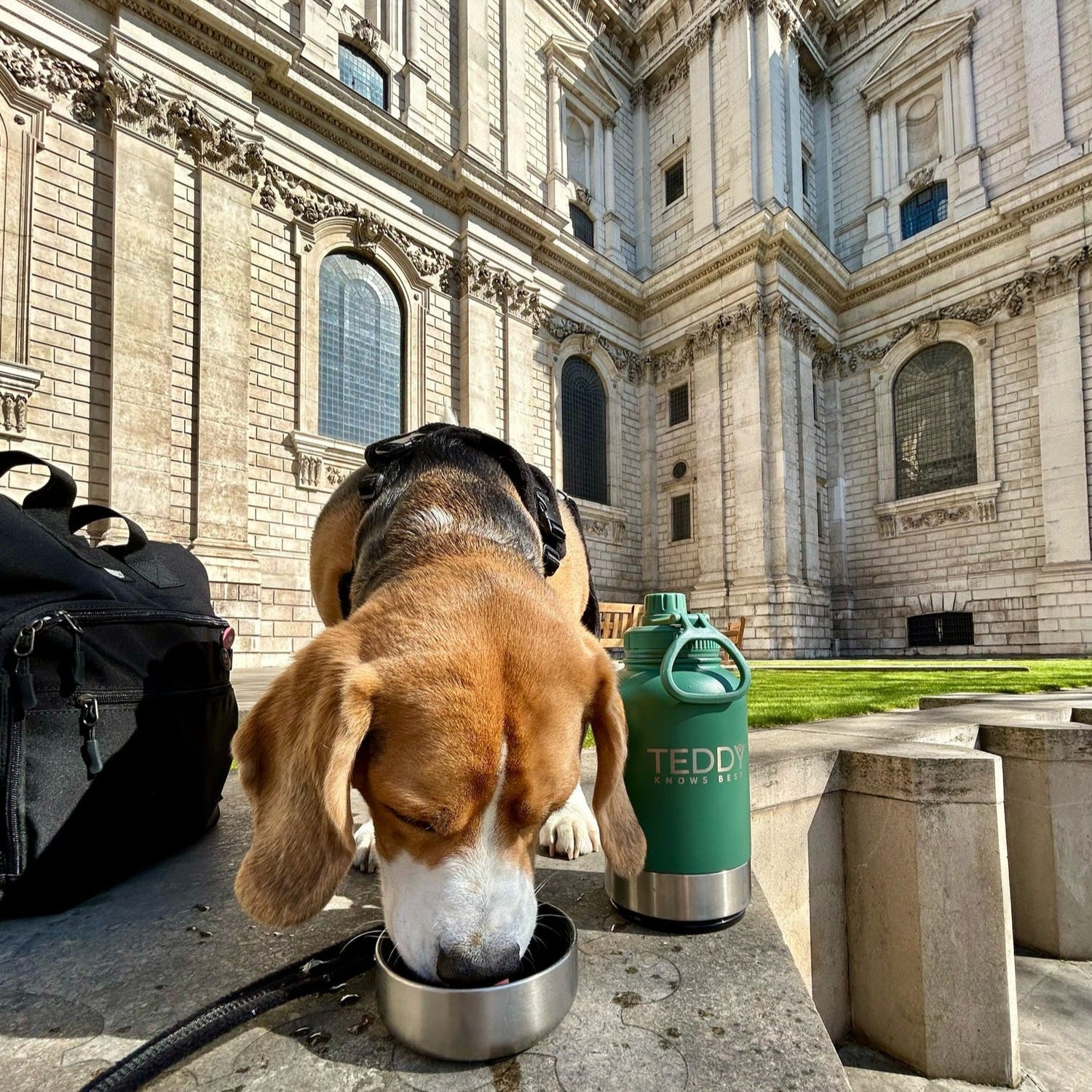 Hot Weather, Cool Dogs: How to Keep Your Pup Safe in the Heat