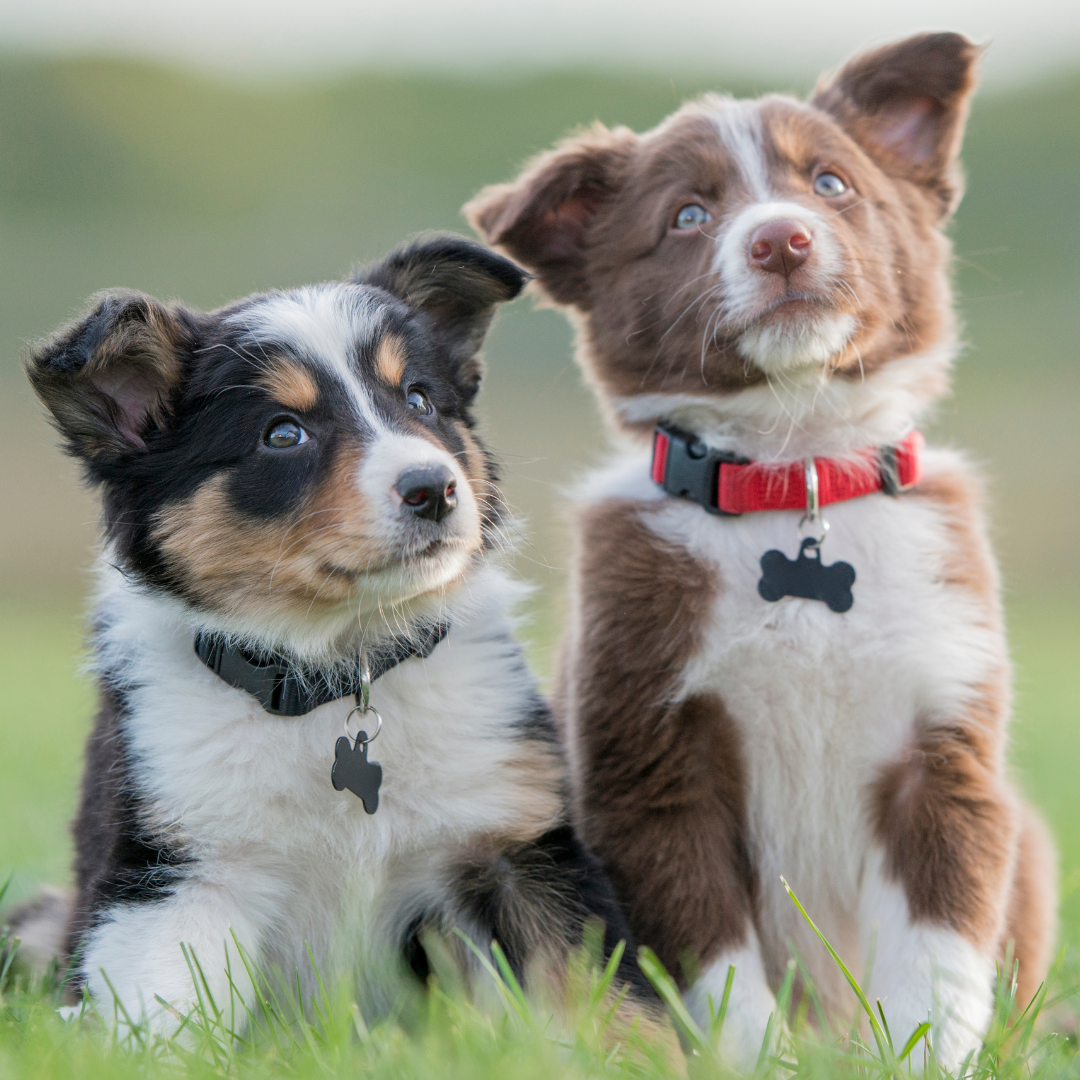 10 Ways to Encourage Good Behavior in Your Puppy