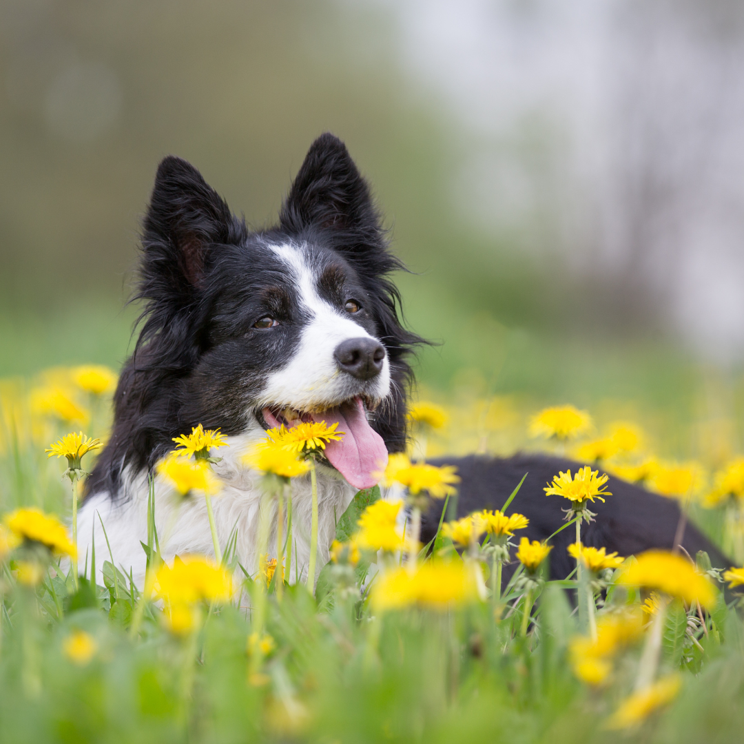 Spring Has Sprung: What to Think About As You Enter Spring with Your Dog