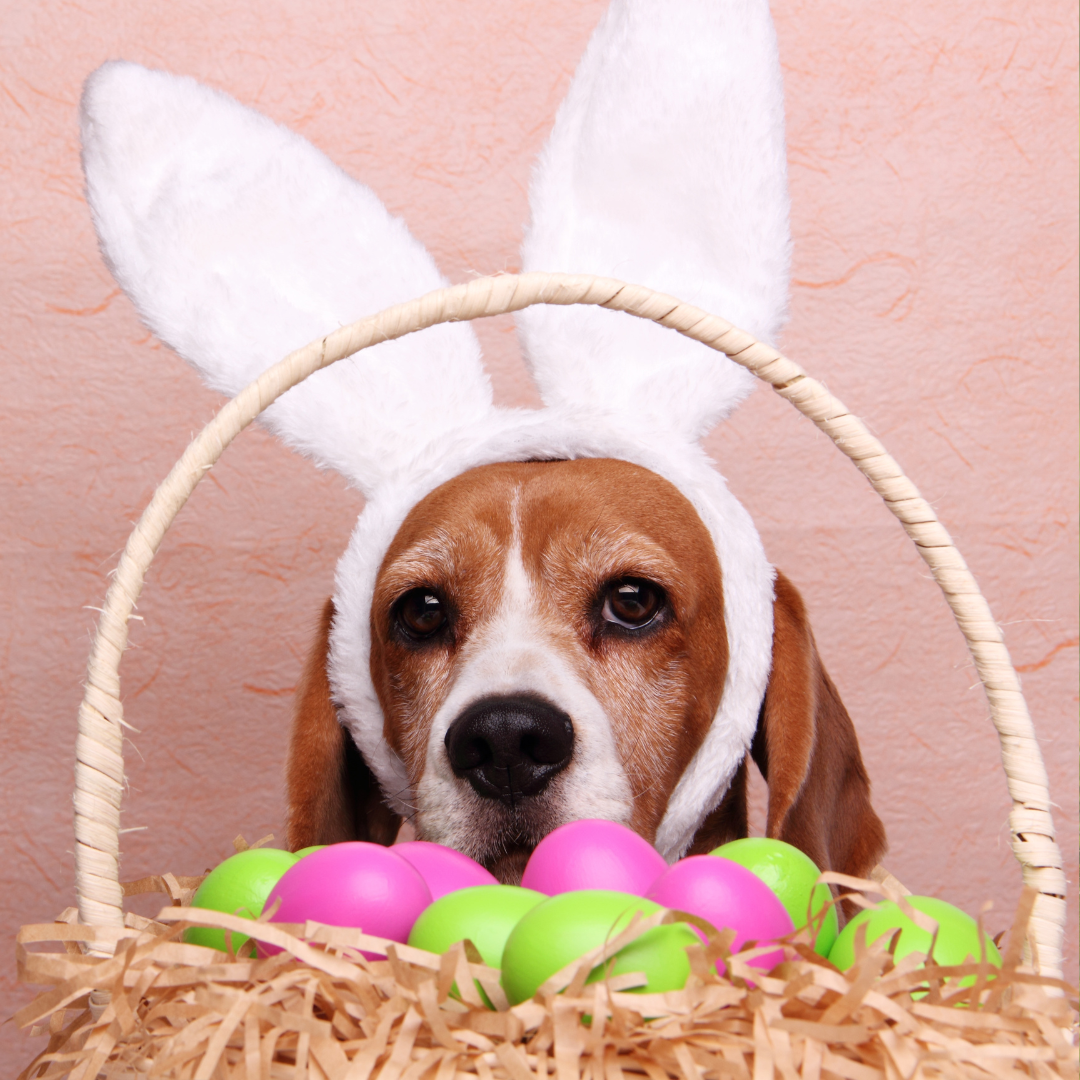 Fun and Festive Things to Do with Your Dog This Easter
