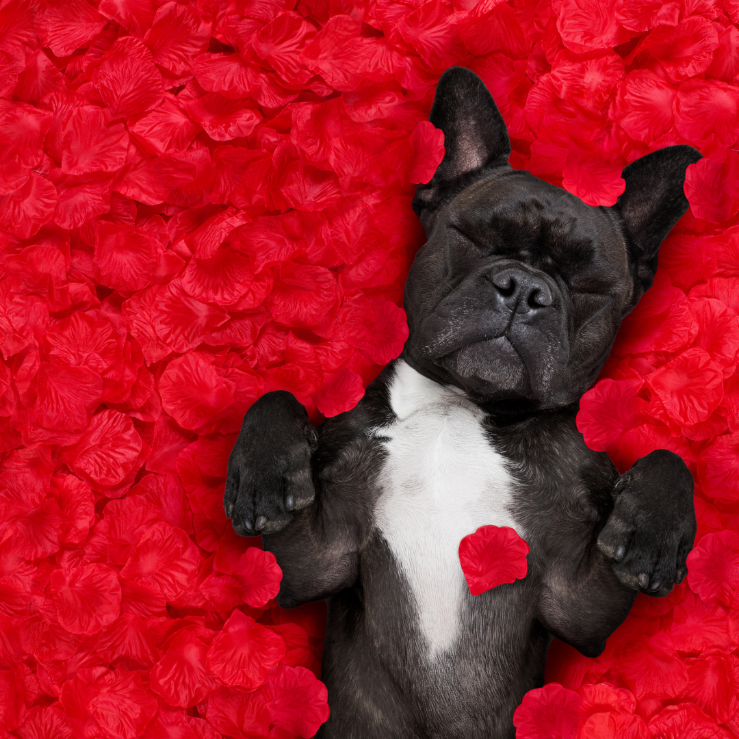 The Safest Flowers for Dogs on Valentine’s Day