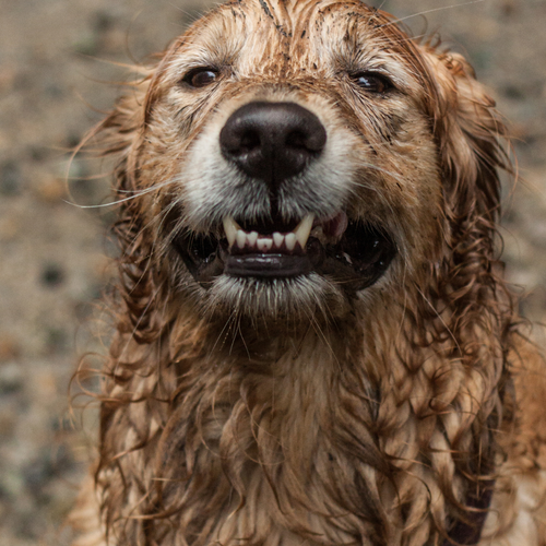 2025 Adventure Essentials You NEED for Your Dogs