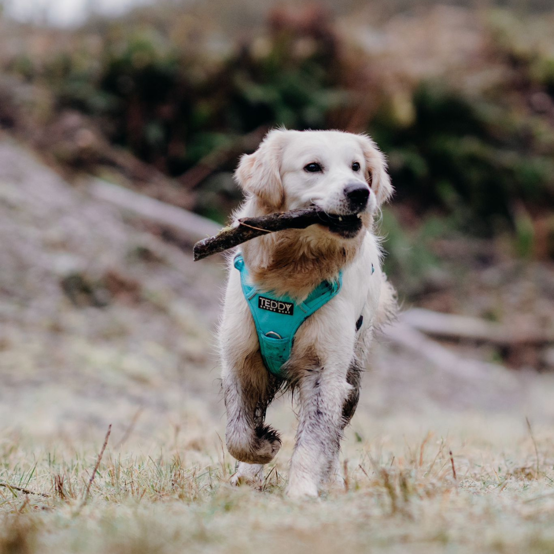 Why Teddy Knows Best Adjustable Harnesses, Collars and Leads Are the Best for Your Dog