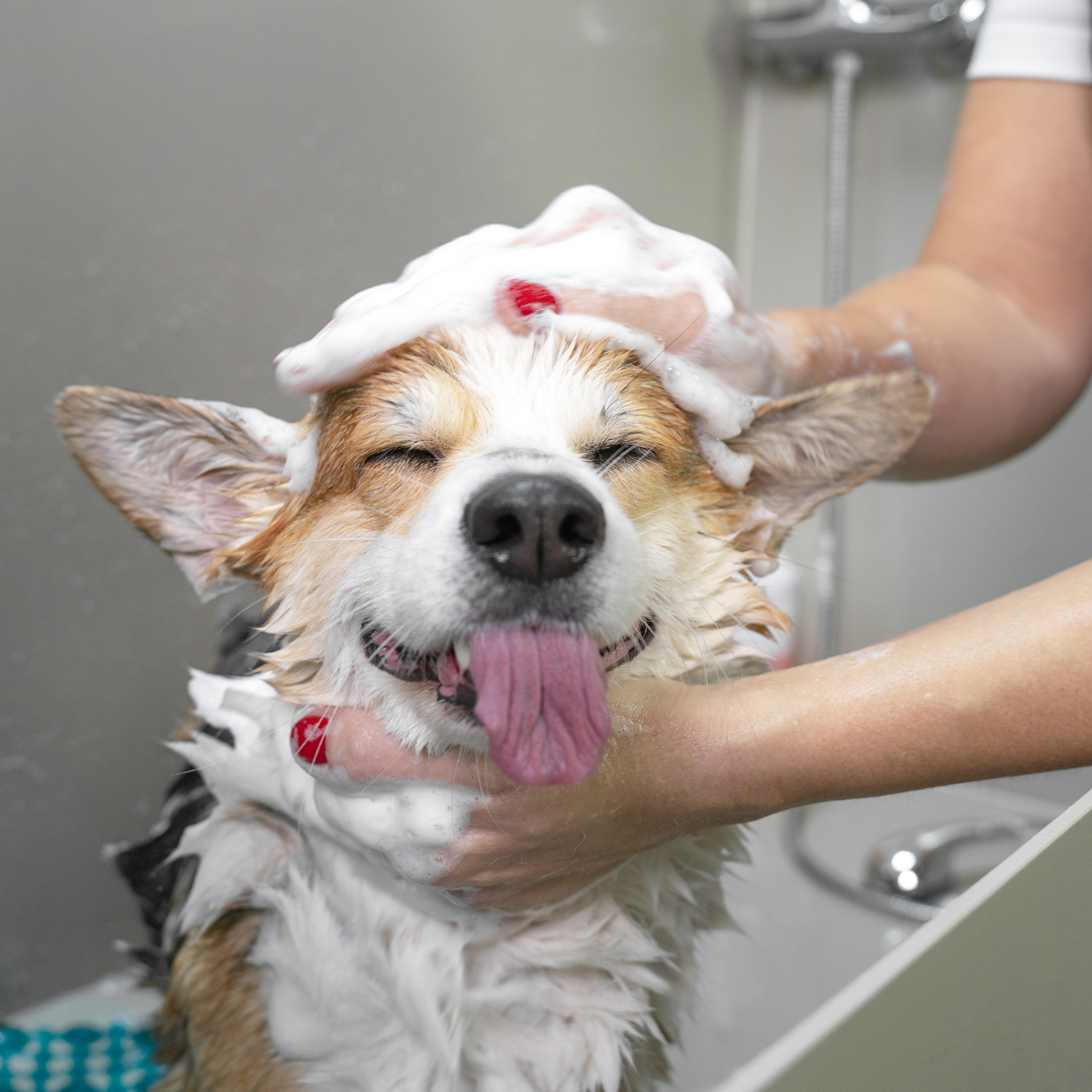 The Ultimate Guide to Dog Care: Tips for Keeping Your Pup Happy and Healthy