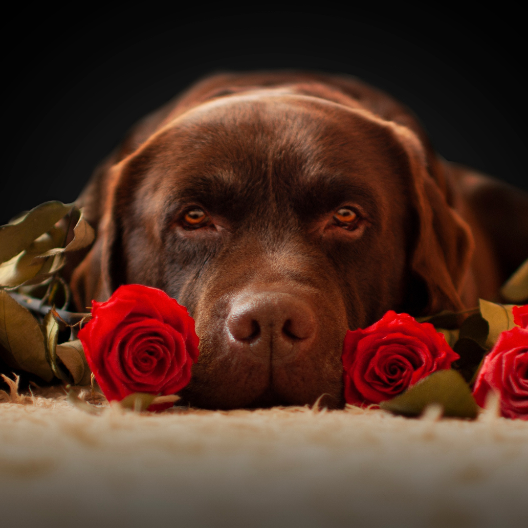Celebrating Dogentine’s Day: A Guide to Pampering Your Pup