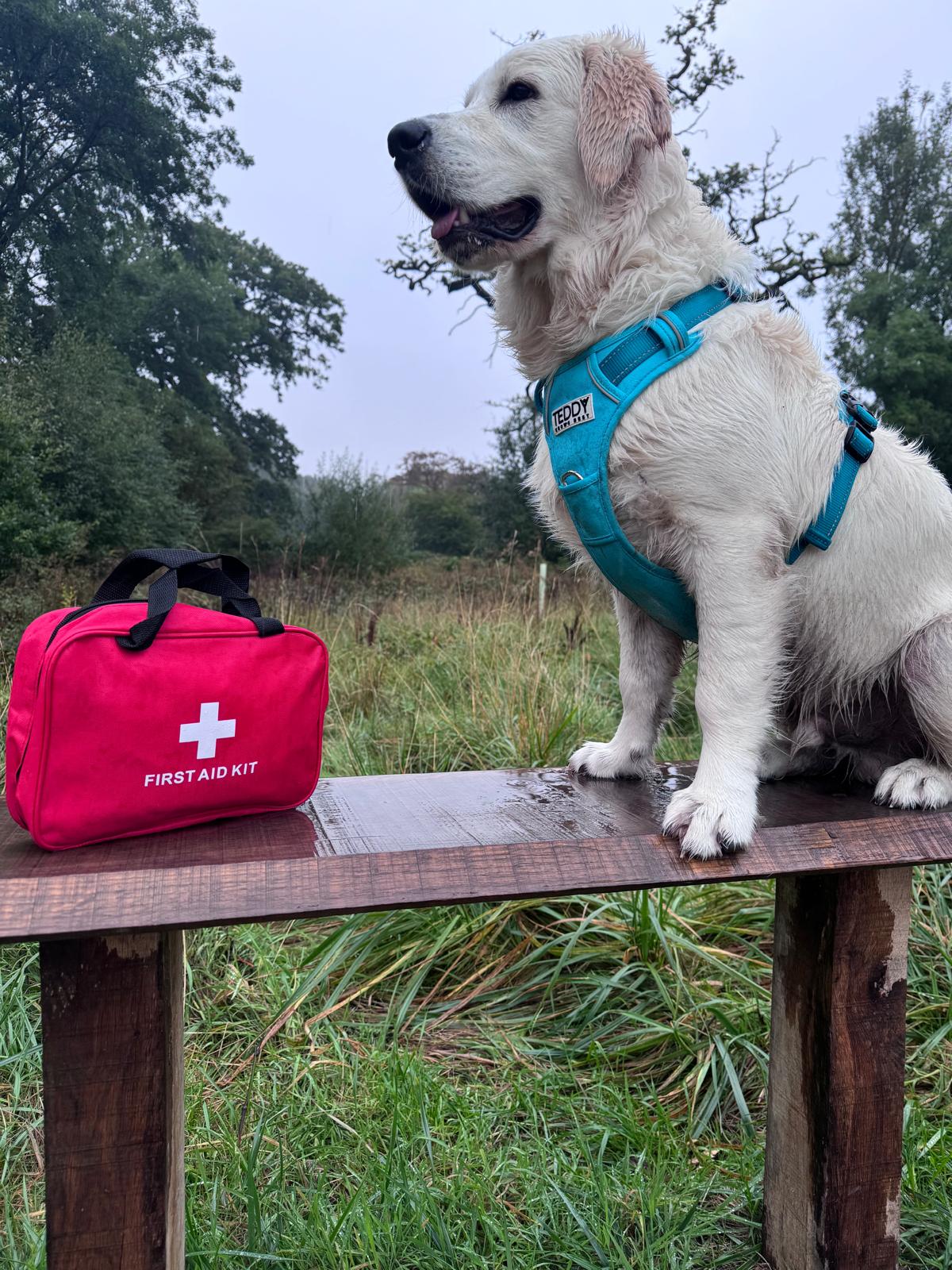 Teddyβs Top Tips on First Aid Care for Dogs