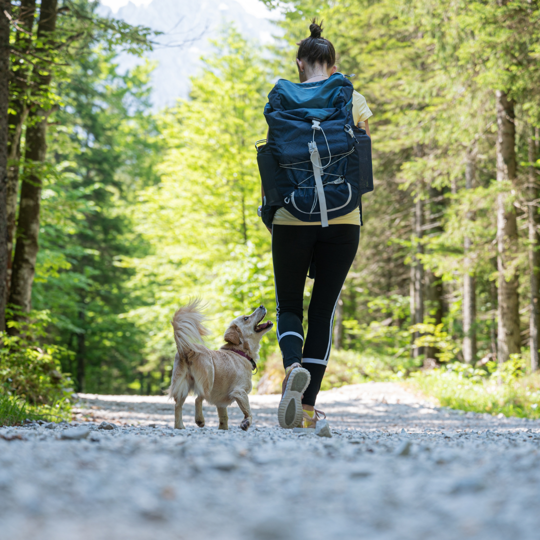 The Best National Parks to Visit with your Fur Babies