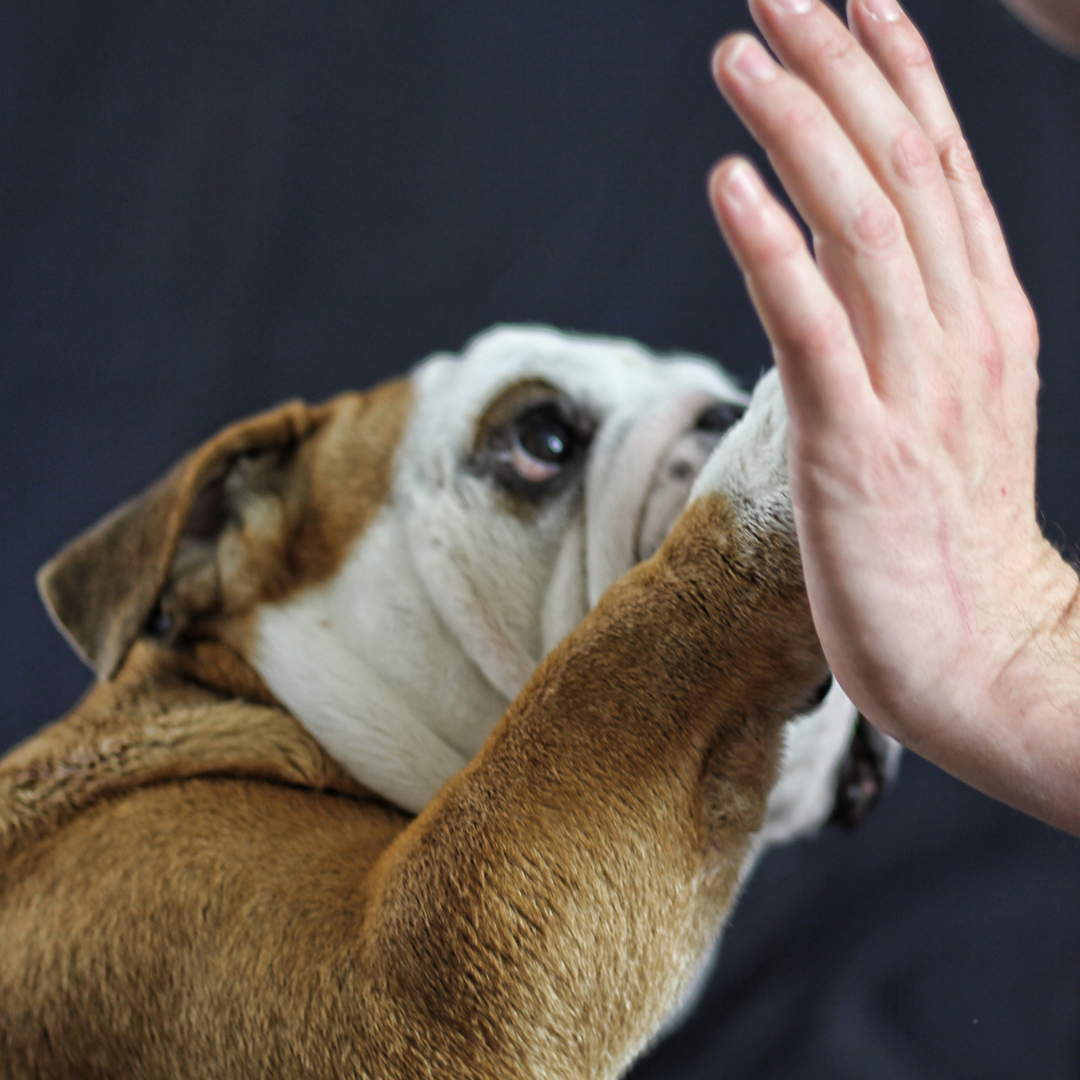 New Year’s Resolutions for Your Dog: Start the Year on the Right Paw!