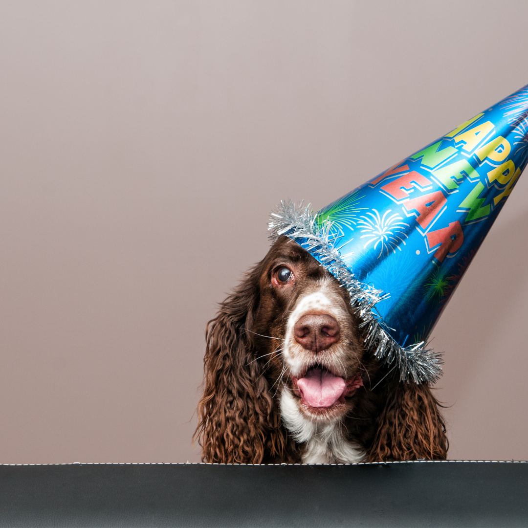 How to Keep Your Dog Calm During New Year’s Eve Celebrations