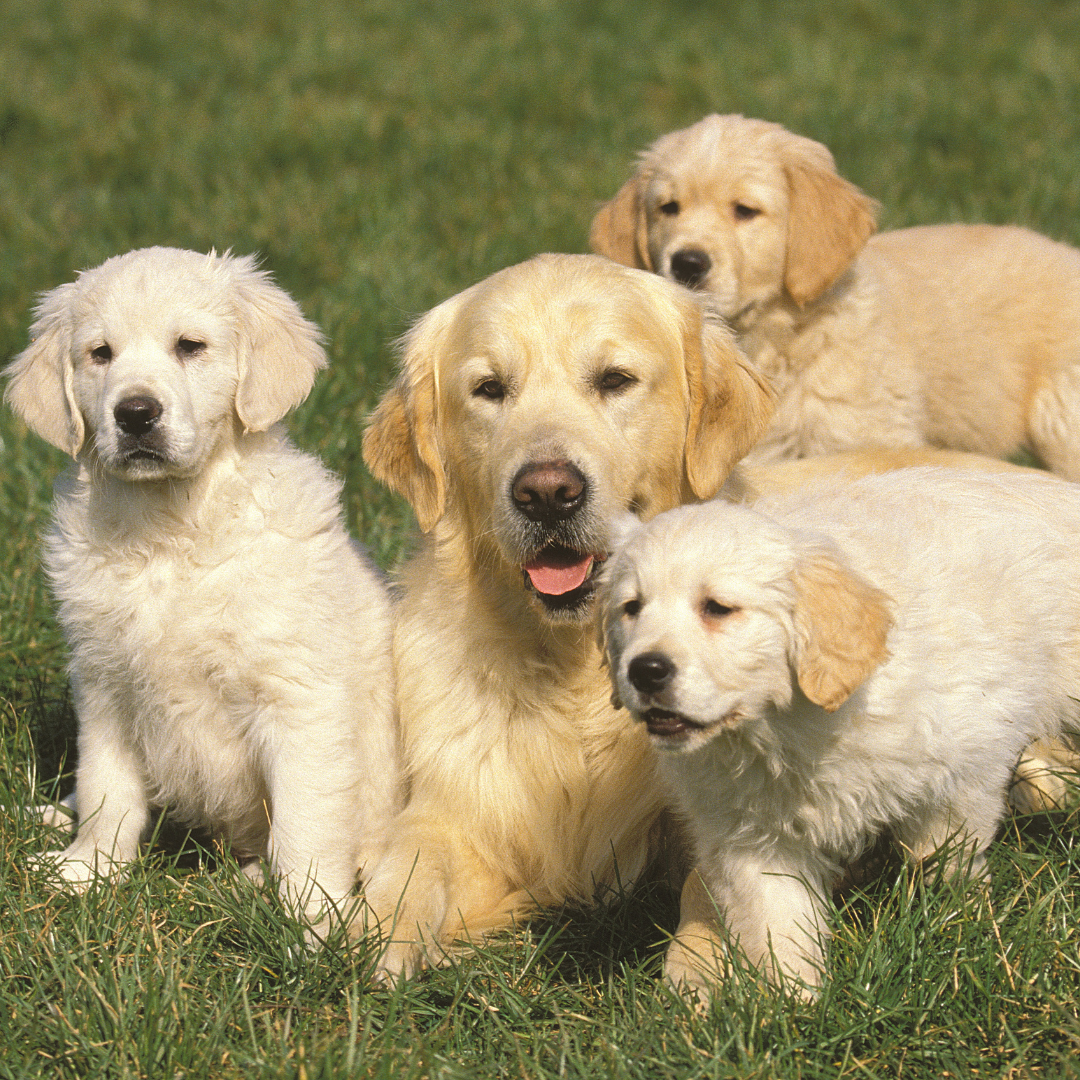 The Cost of Raising Puppies and Dogs: Tips to Save on Harnesses, Collars, and Leads