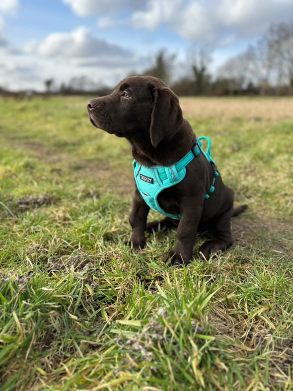 Harness & Lead Bundle