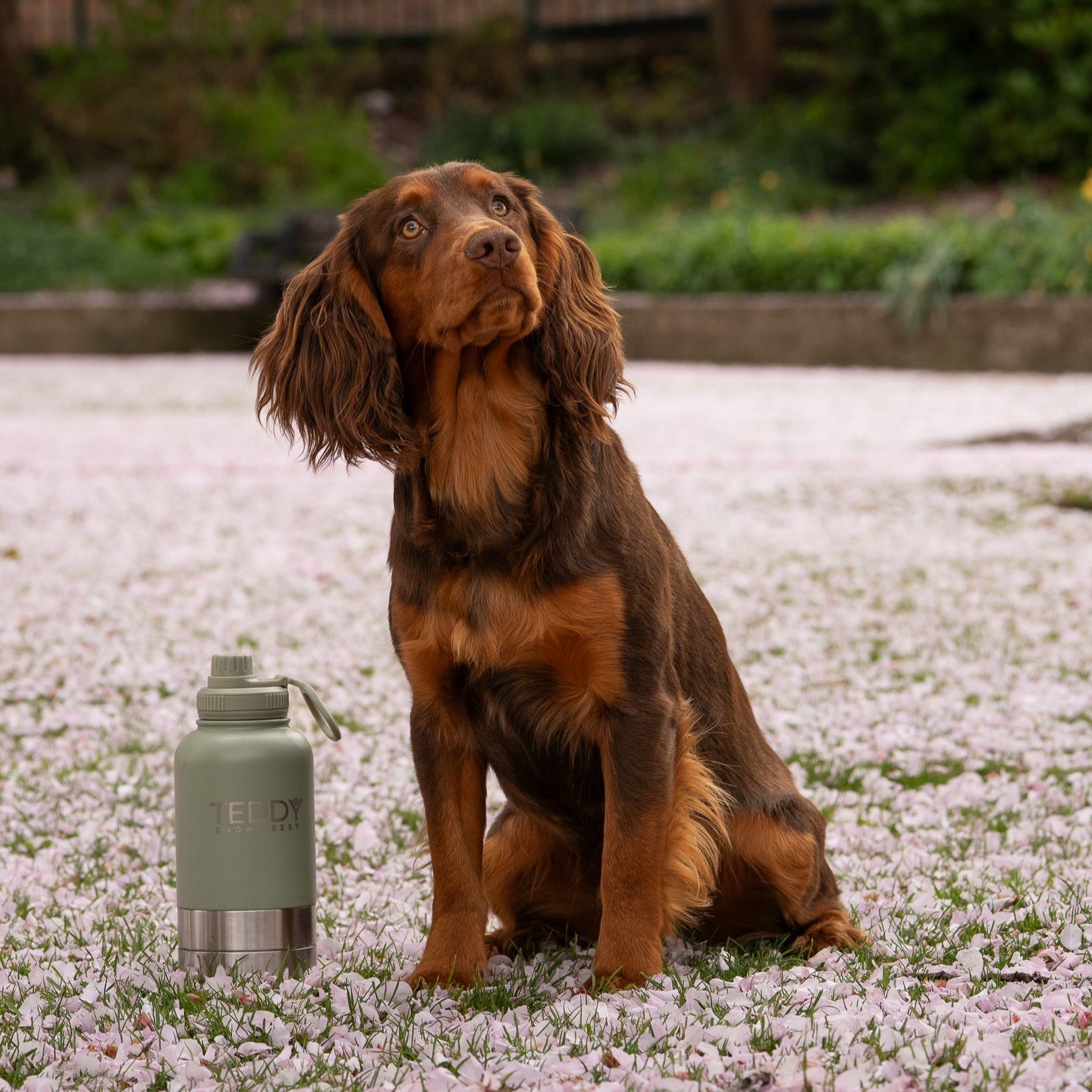 Sage Green 3 in 1 Portable Water Bottle