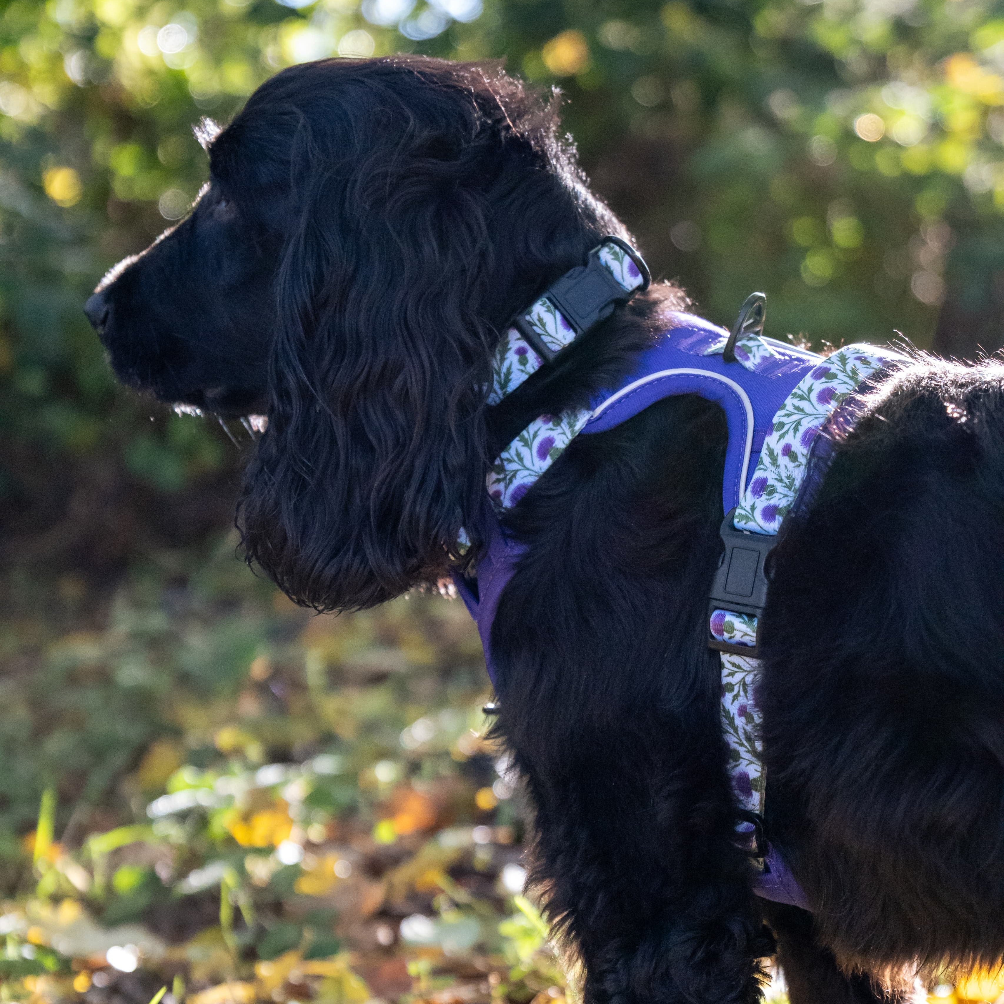 Thistle While You Walk Trio