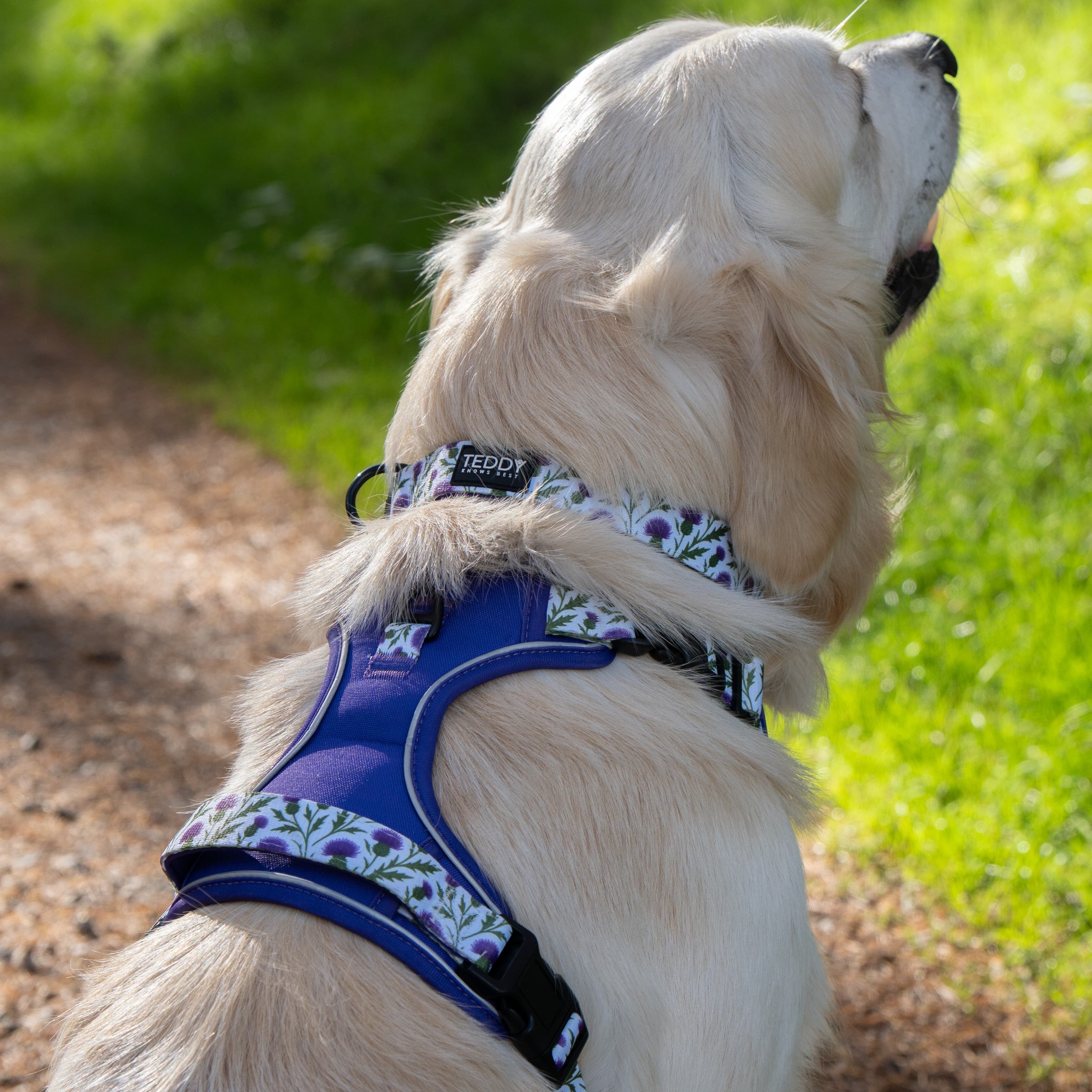 Thistle While You Walk Harness