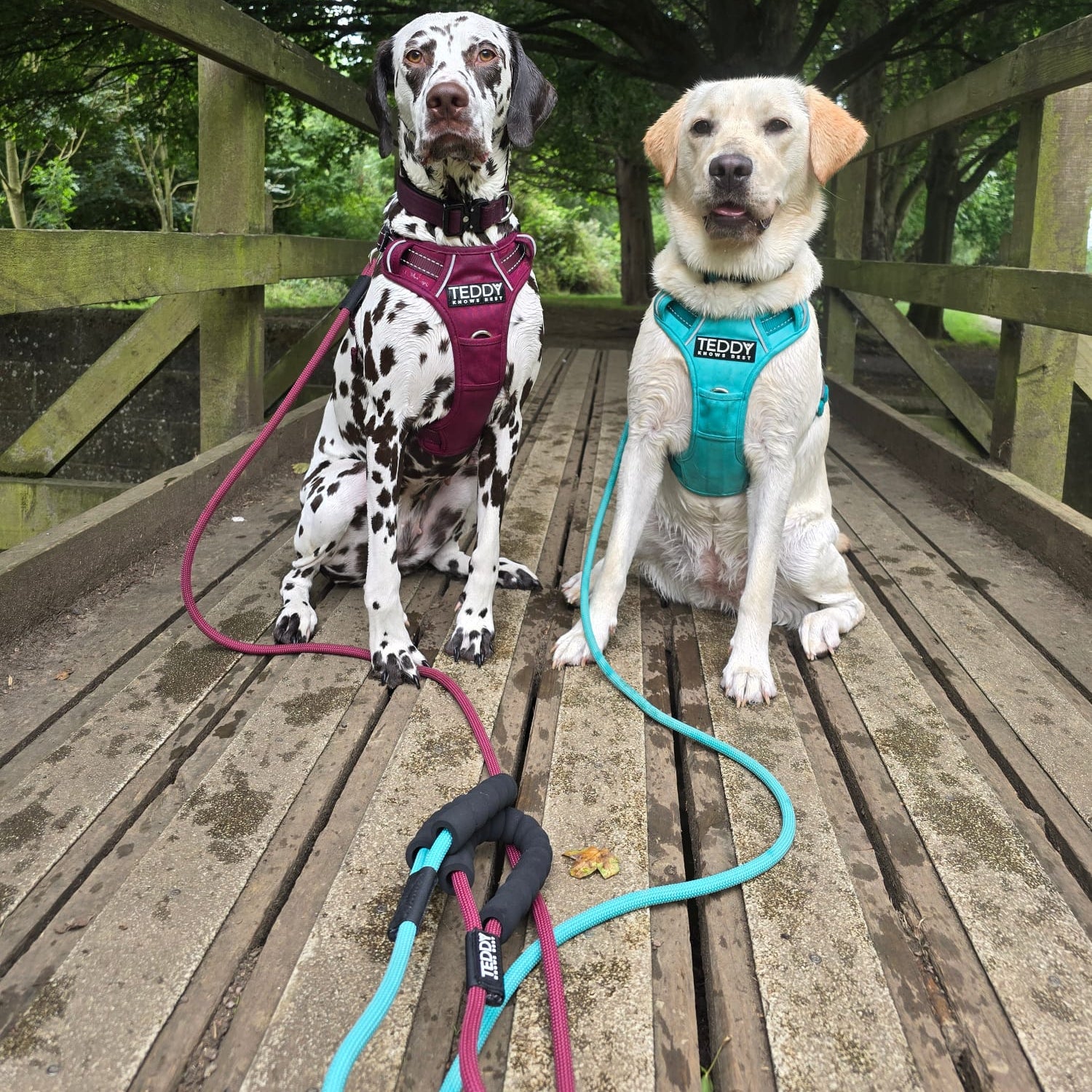 Adventure Harnesses