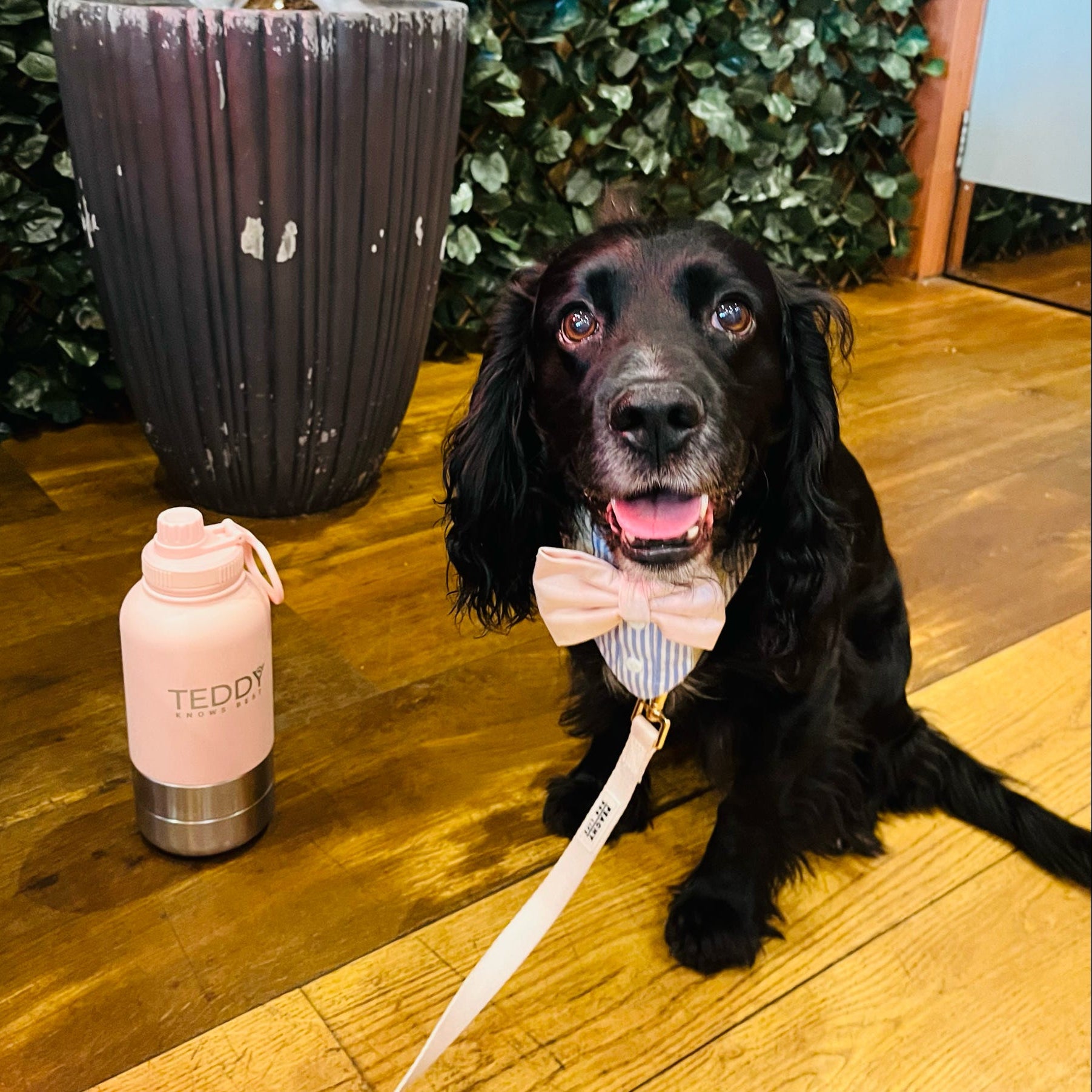 Baby Pink 3 in 1 Portable Water Bottle