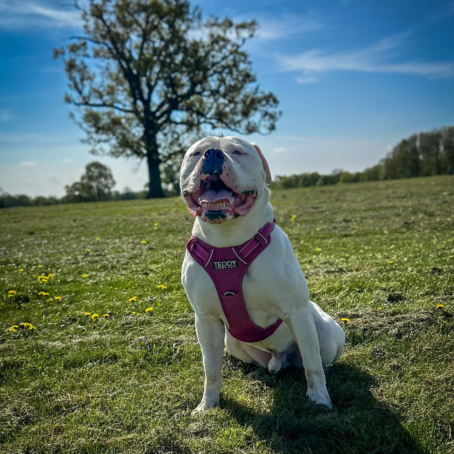 Harness & Lead Bundle