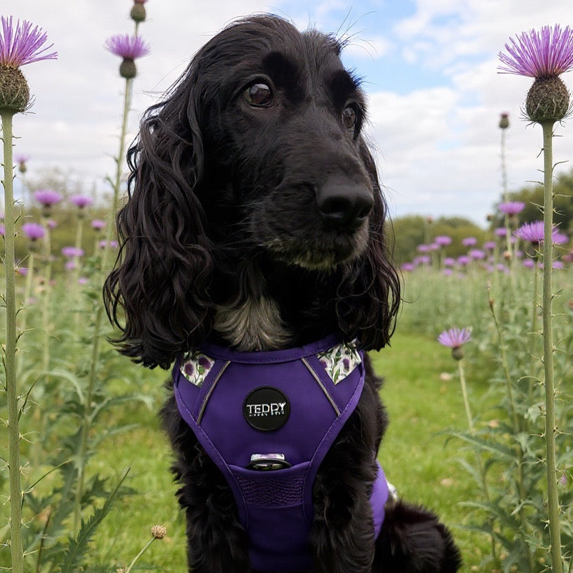 Thistle While You Walk Trio