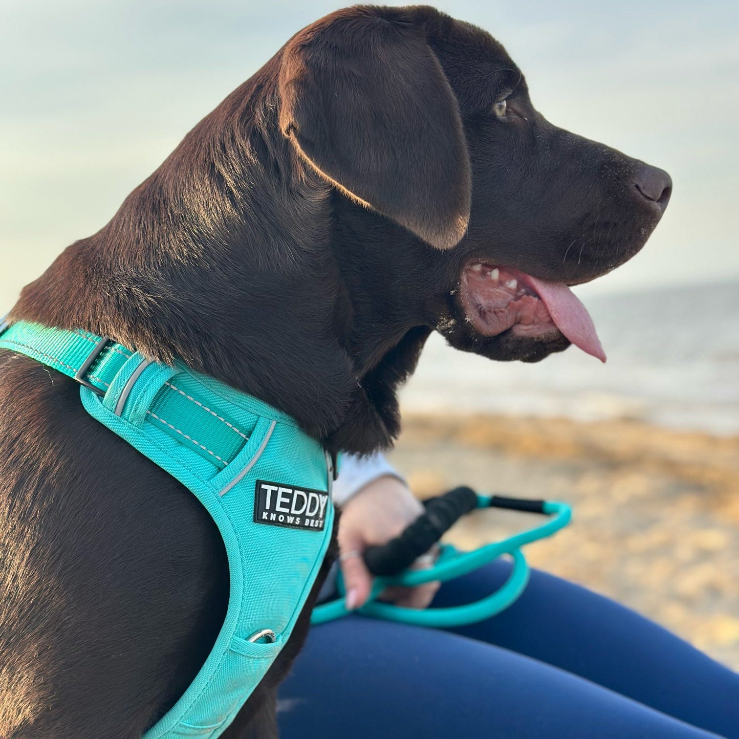 Harness & Lead Bundle