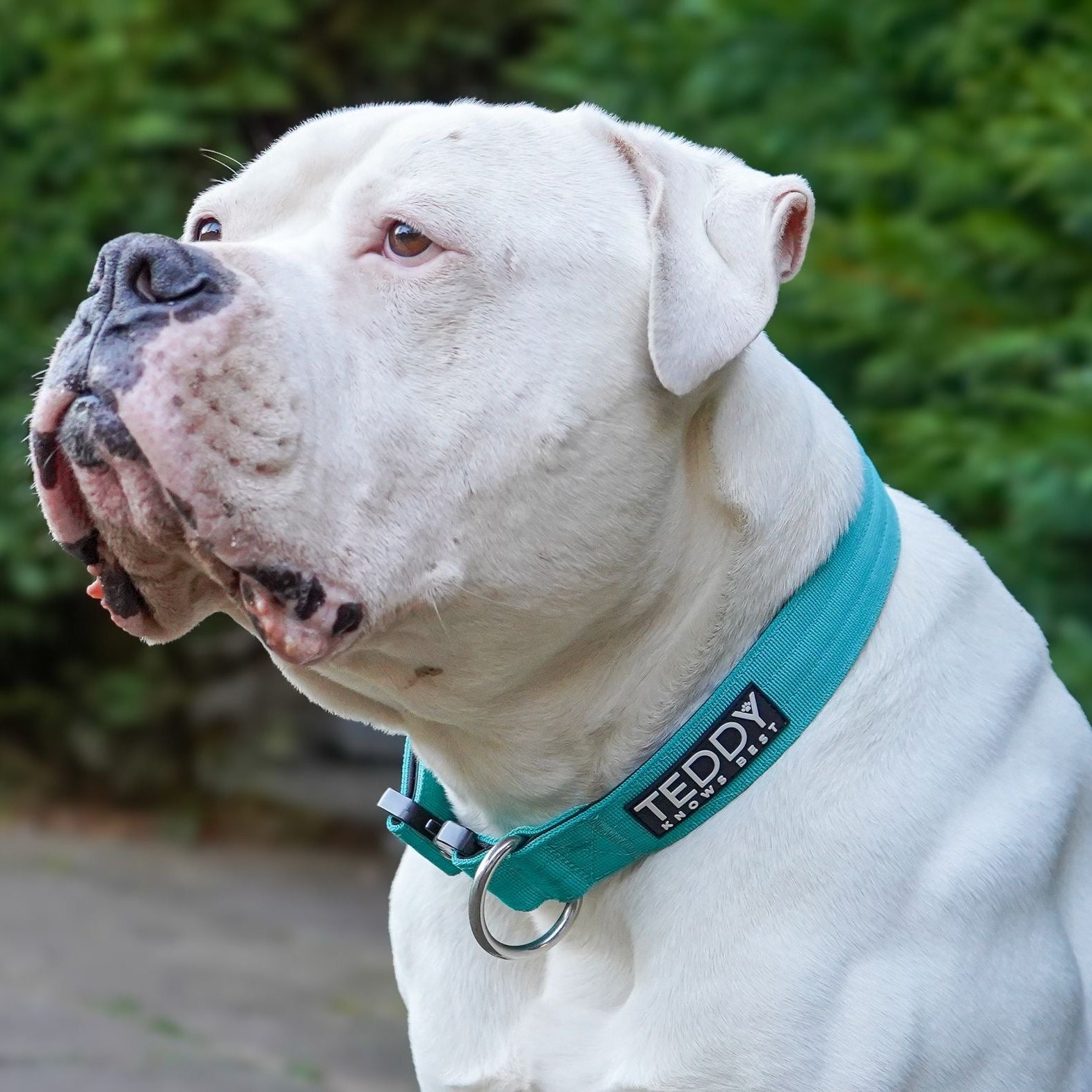 Blue Adventure Collar