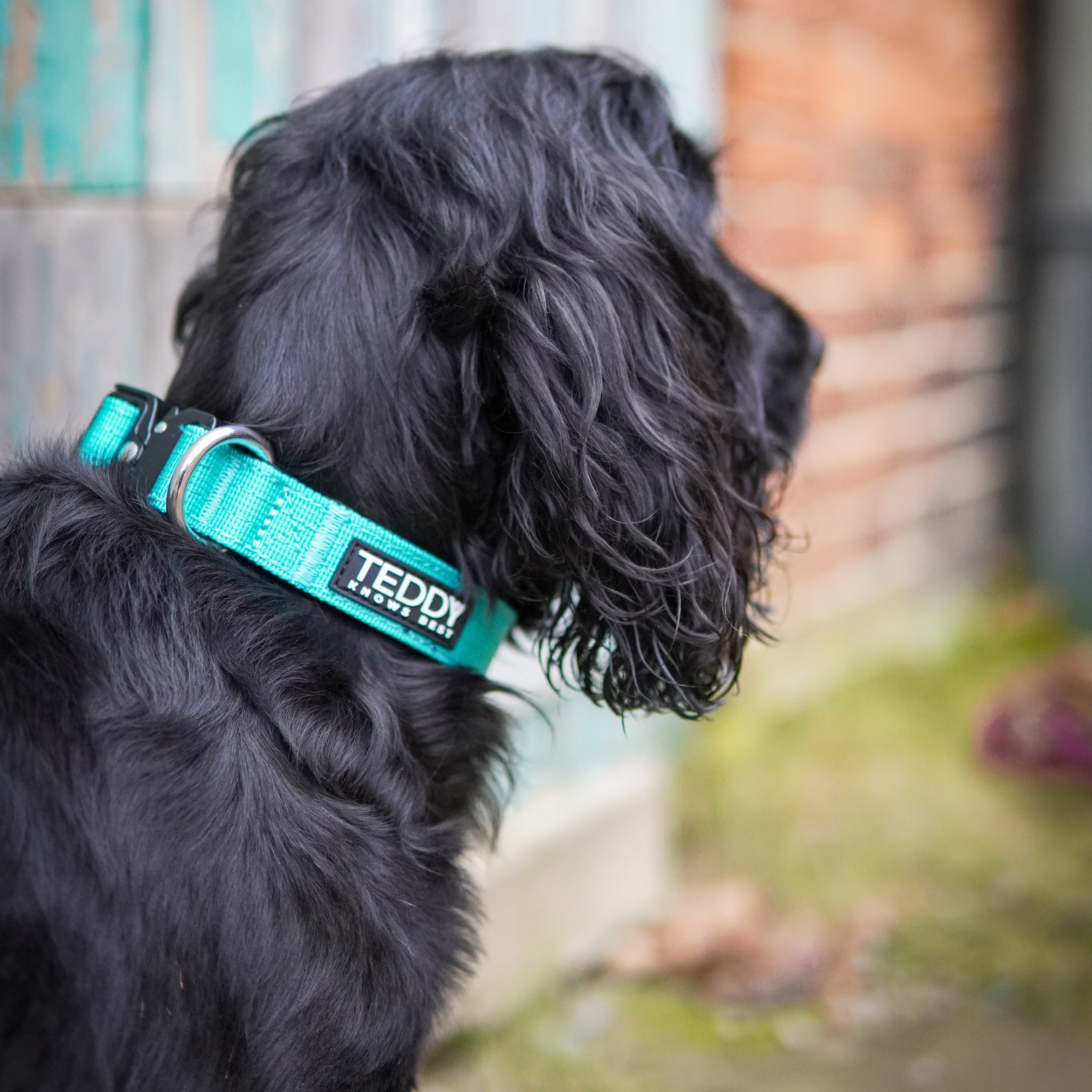 black spaniel wearing the Teddy Knows Best adjutable collar in Ice Blue