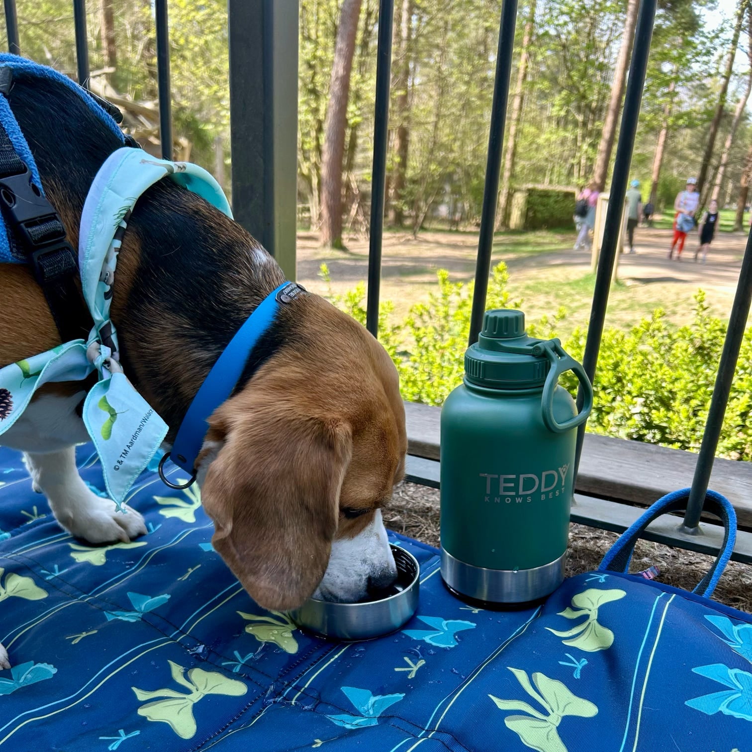 Forest Green 3 in 1 Portable Water Bottle