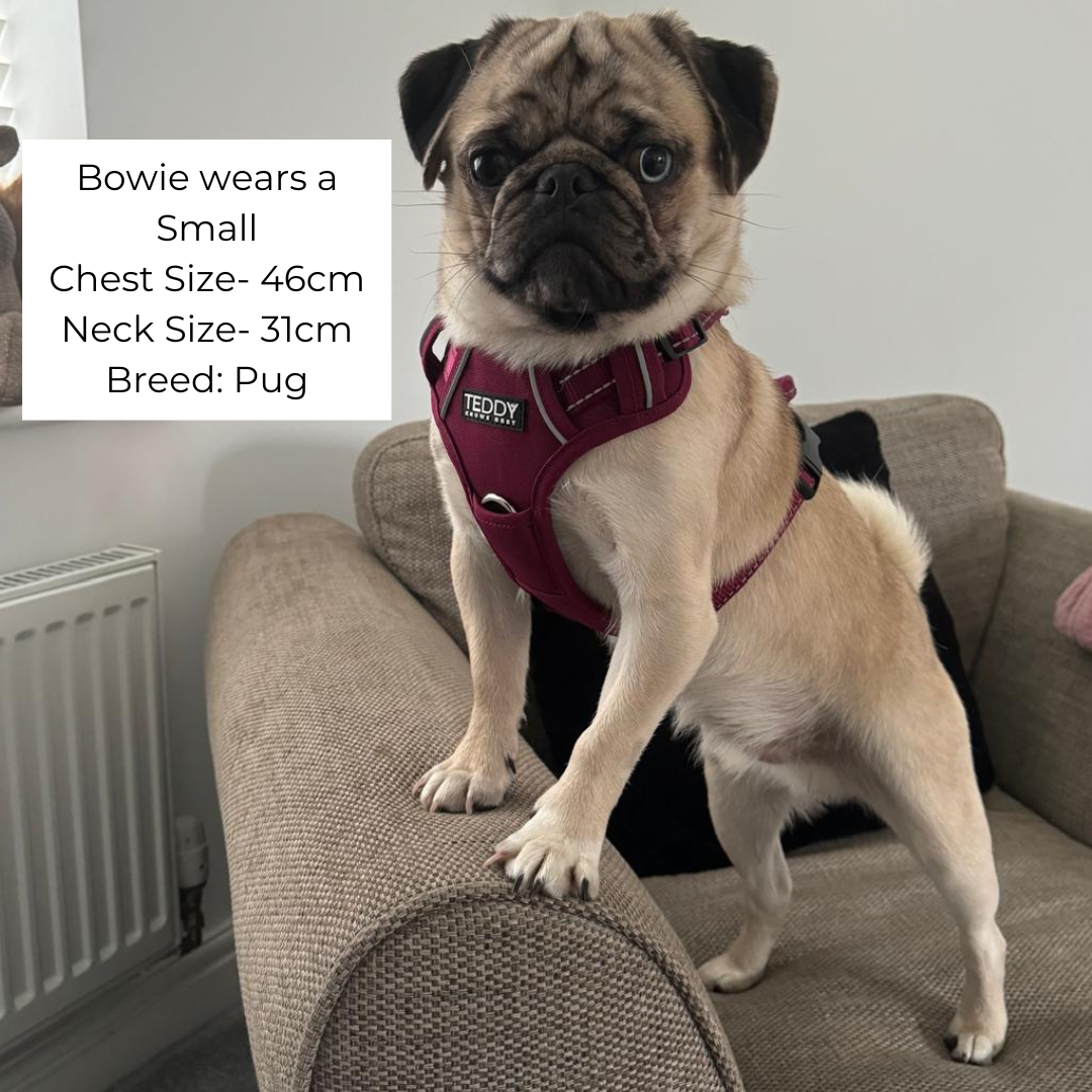 pug wearing an adjustable Dog harness in size small