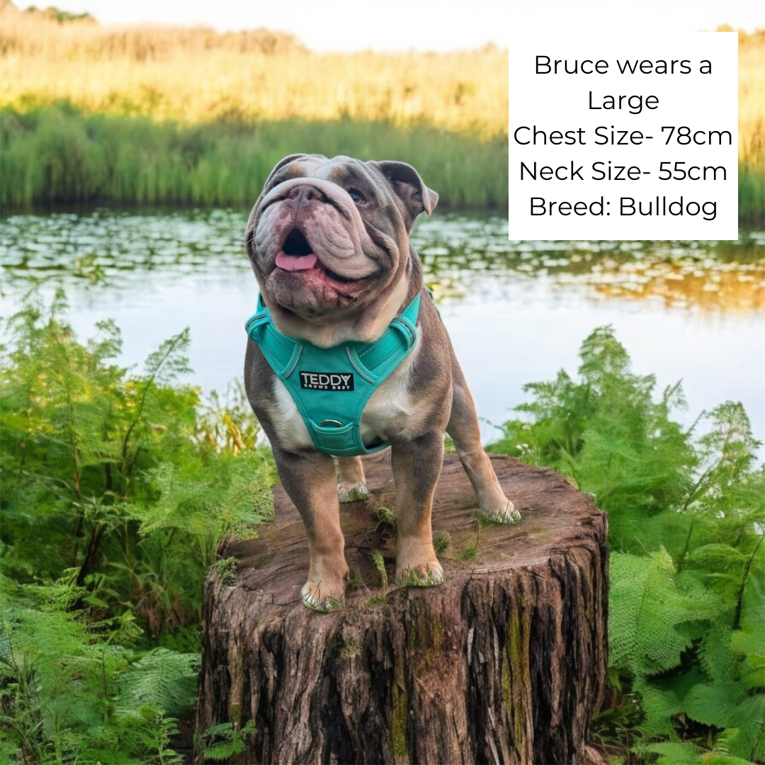 Bulldog wearing wearing an adjustable Dog harness in size large