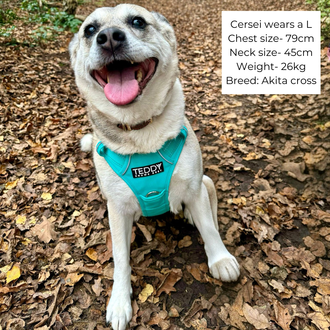 Akita cross wearing an adjustable Dog harness in size large