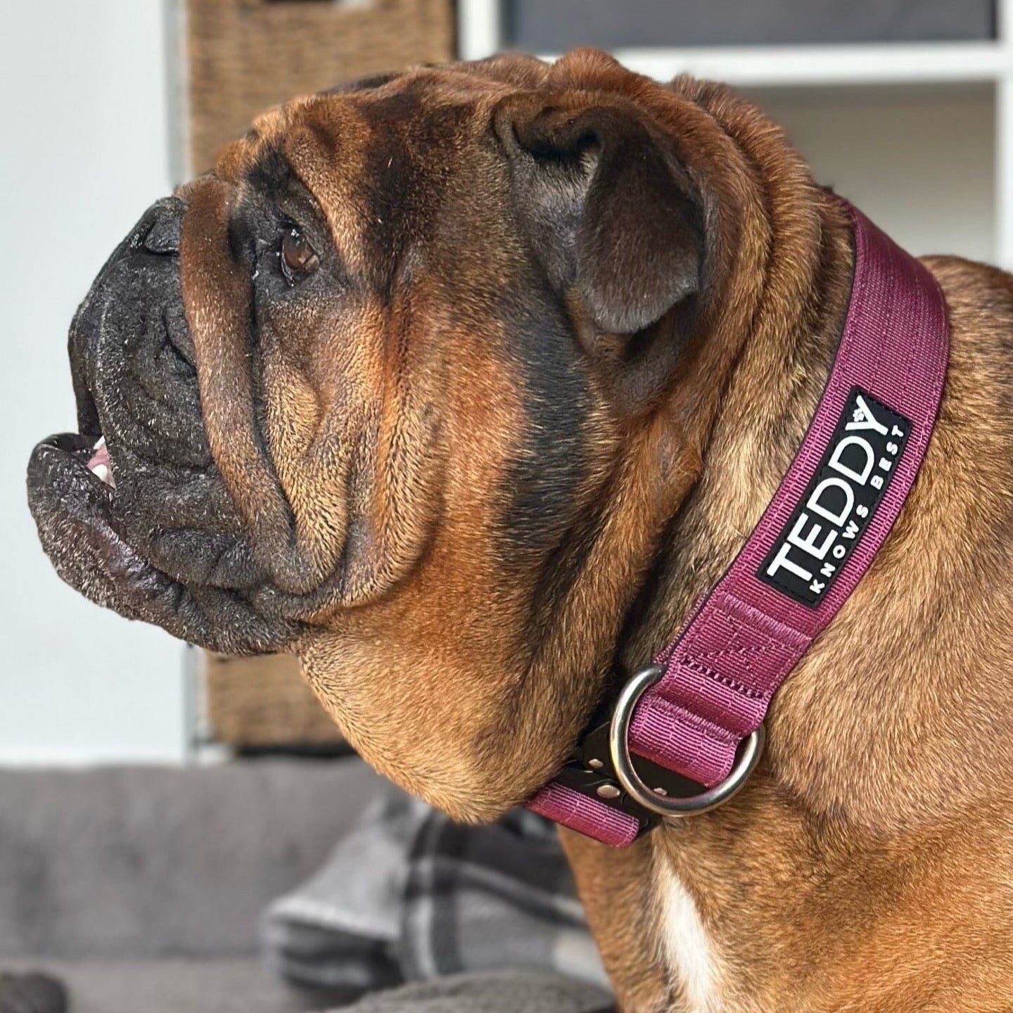 Burgundy Adventure Collars