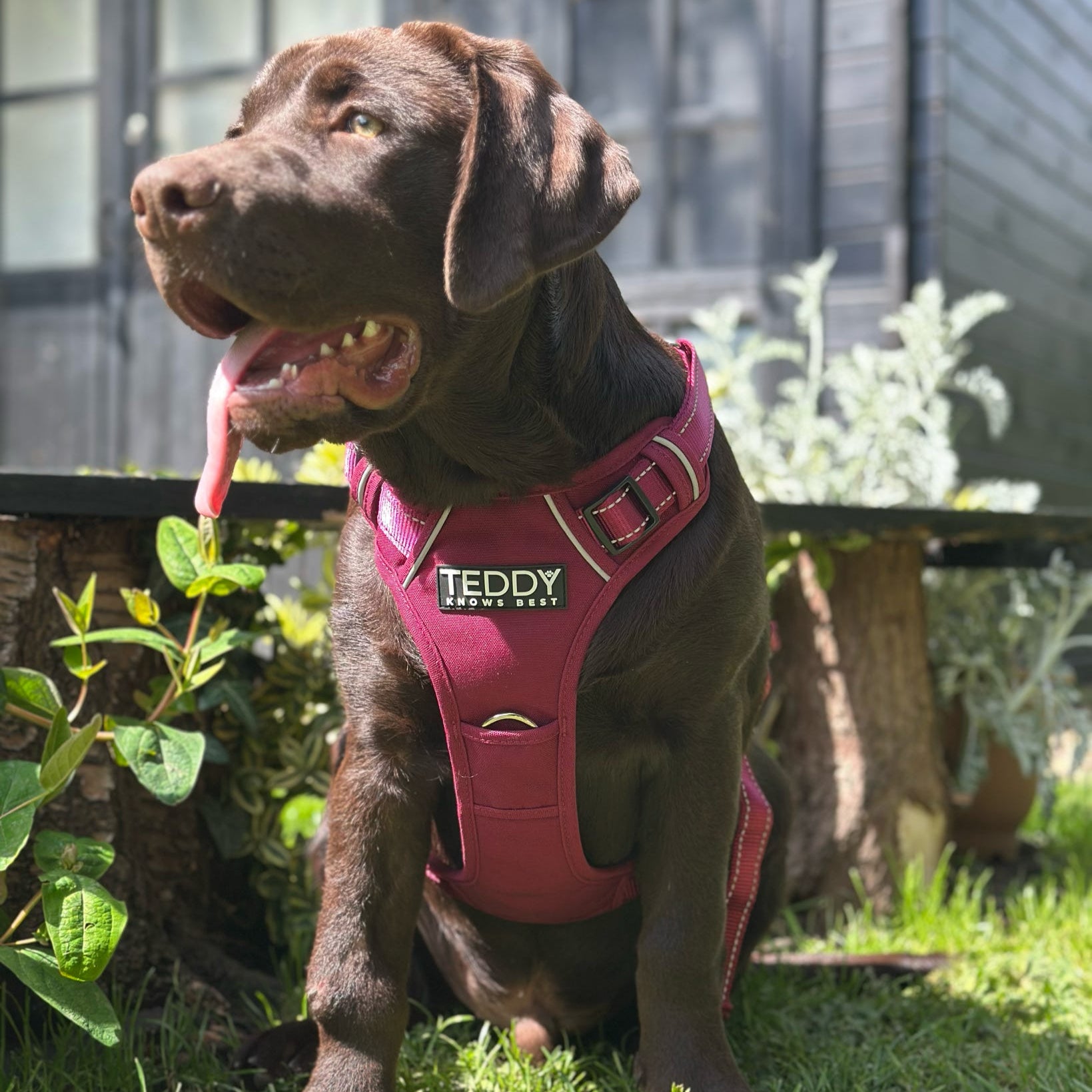 Harness & Lead Bundle