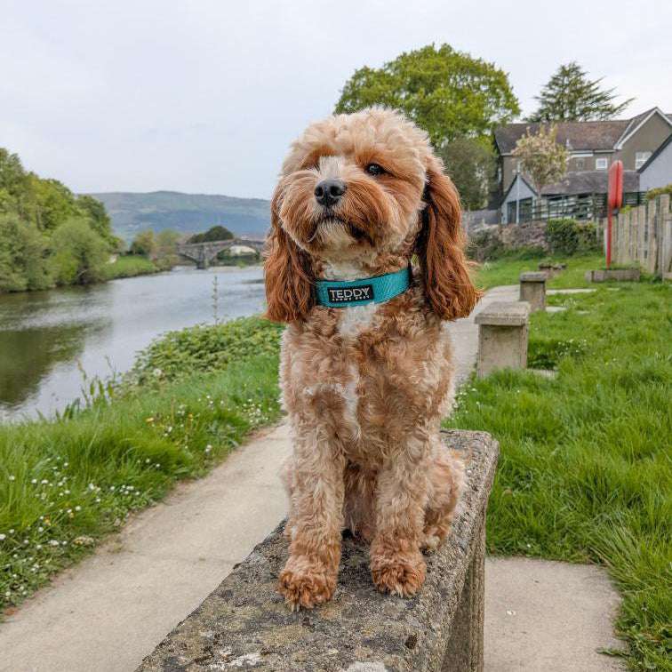 Blue Adventure Collar