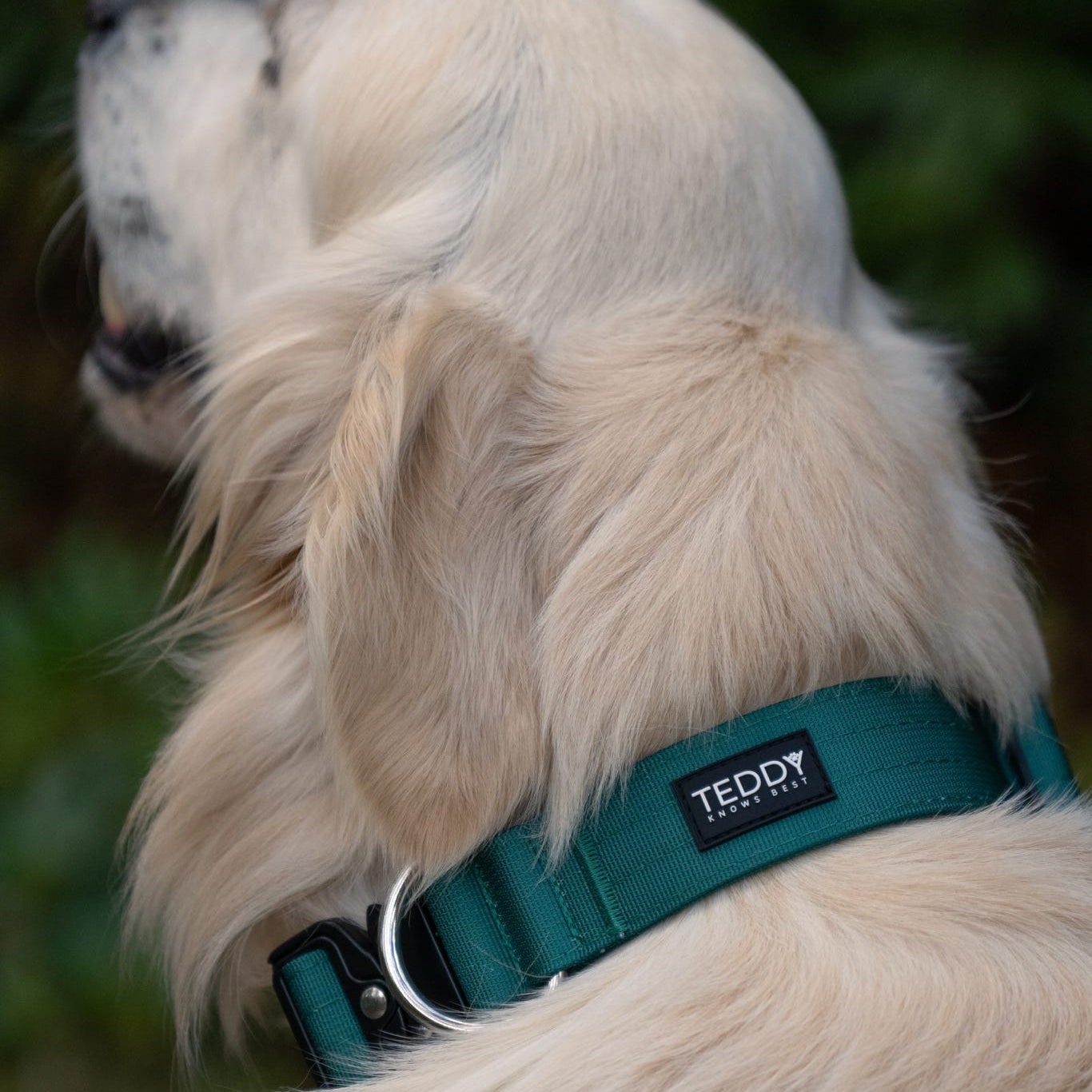 Forest Green Adventure Collars