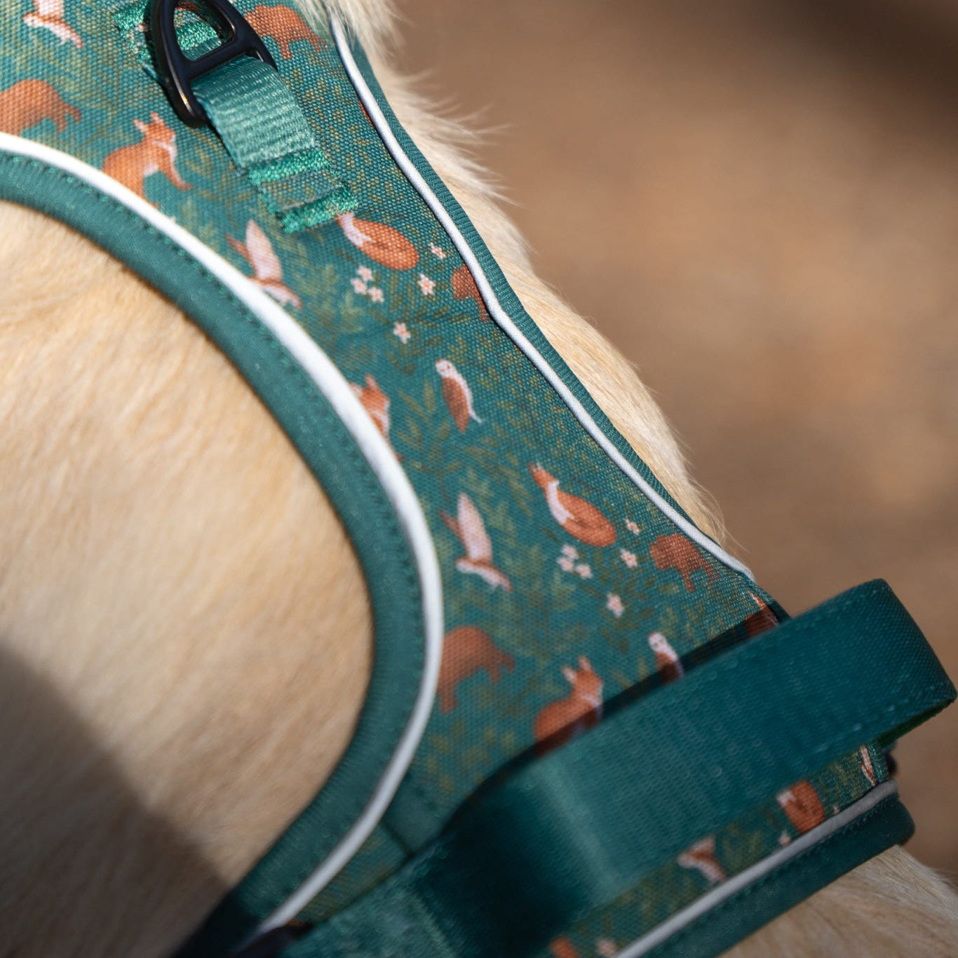 Woodland Wanderers Trio