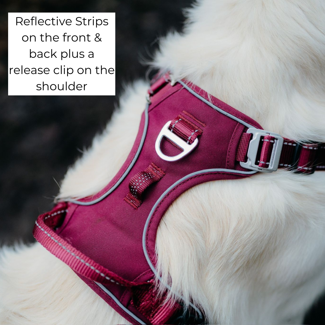 Adventure Harnesses