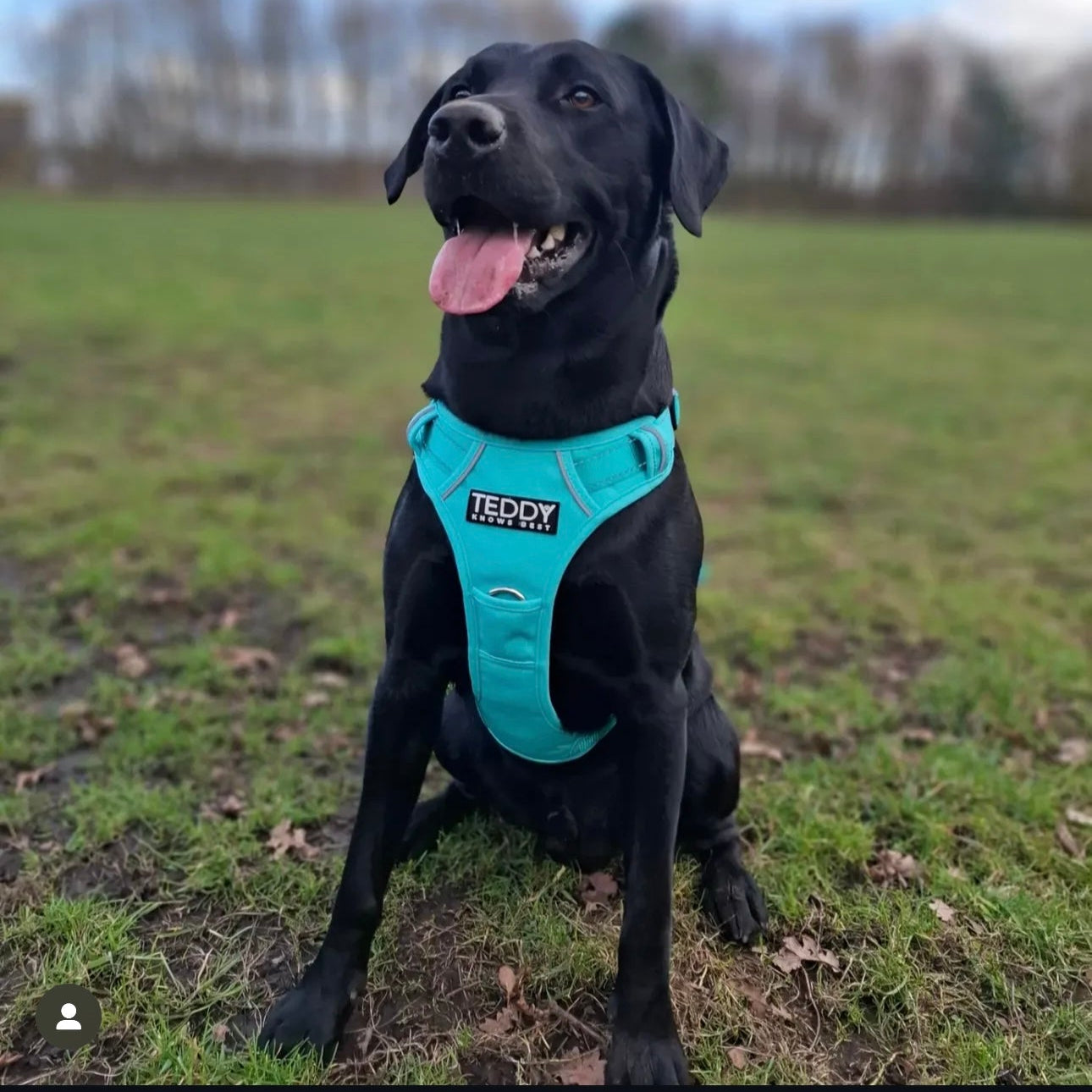 Harness & Lead Bundle