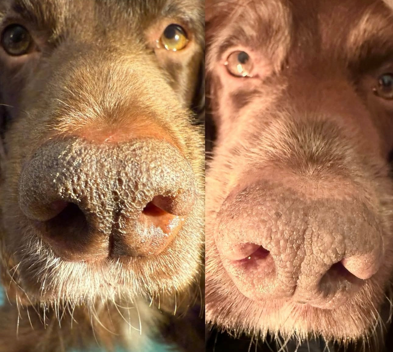 Paw and Nose Balm