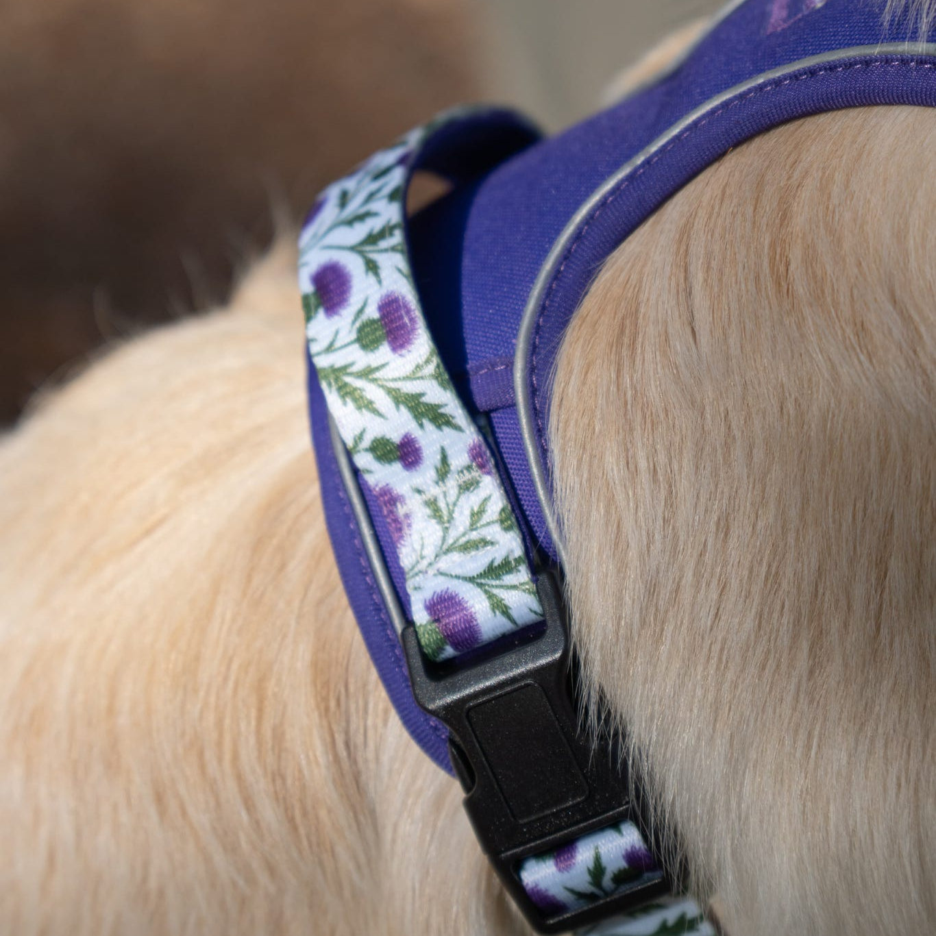 Thistle While You Walk Trio