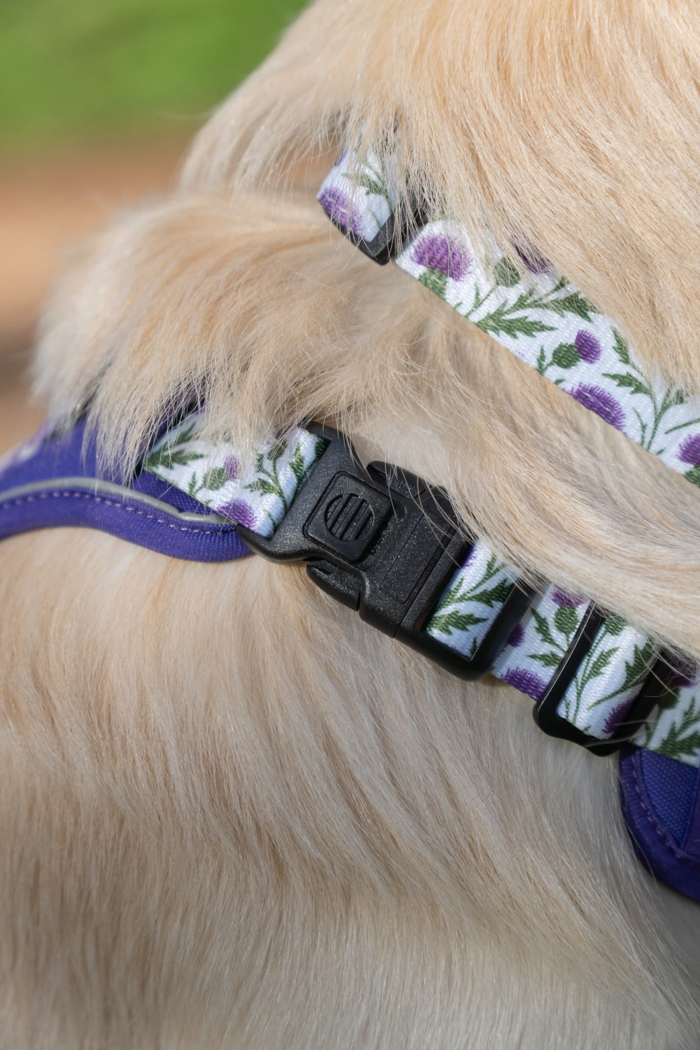 Dog wearing a floral-patterned collar with a purple strap.