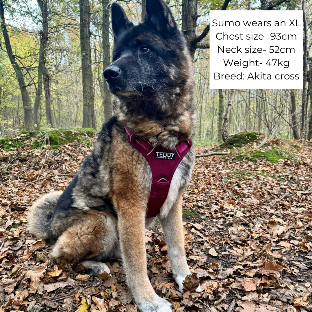 Large Akita Cross wearing an adjustable Dog harness in size XL