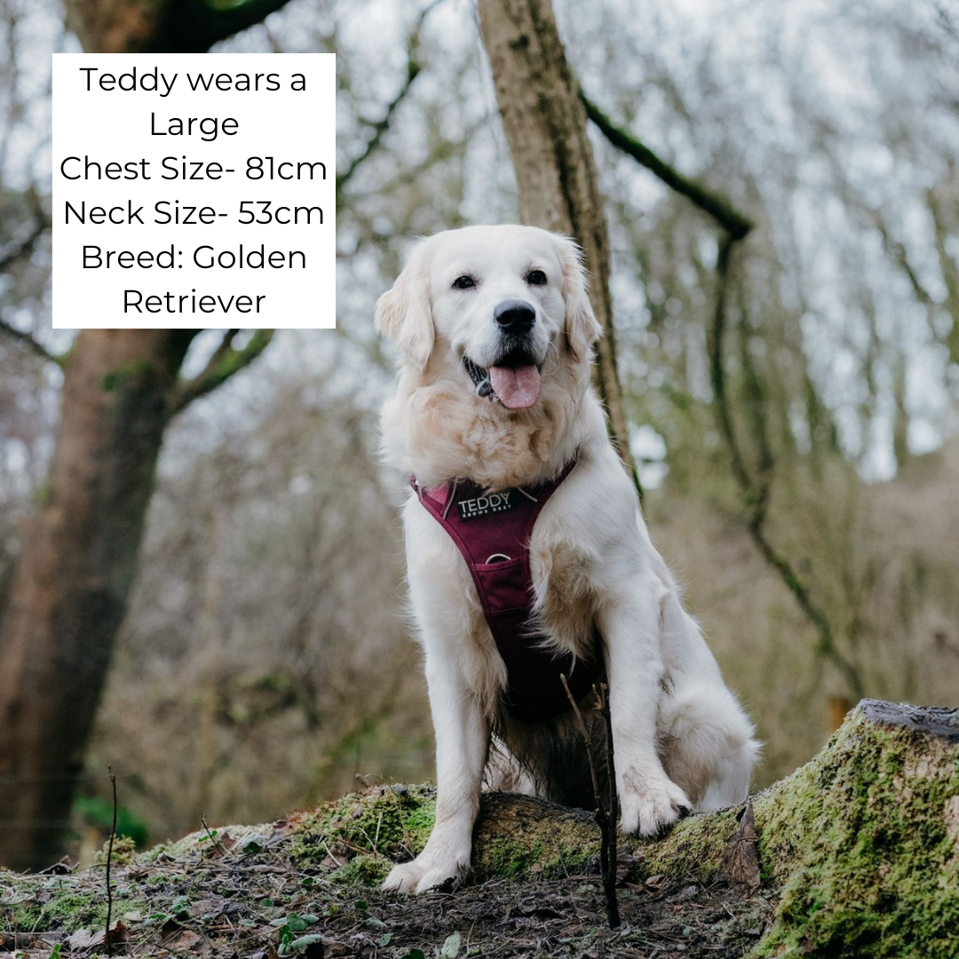 golden retriever wearing the beargundy harness in a large