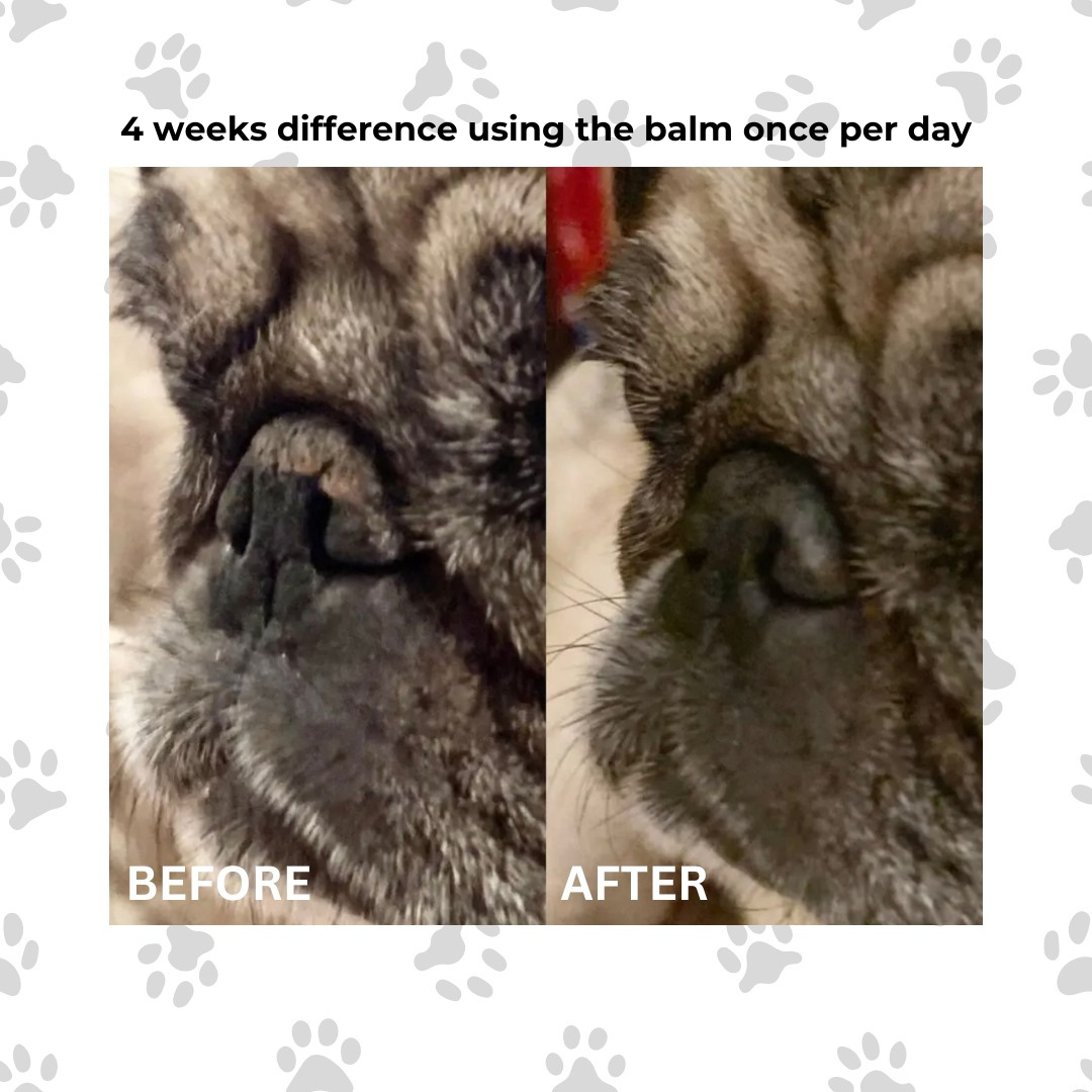 before and after using paw and nose balm for dogs on a pugs nose