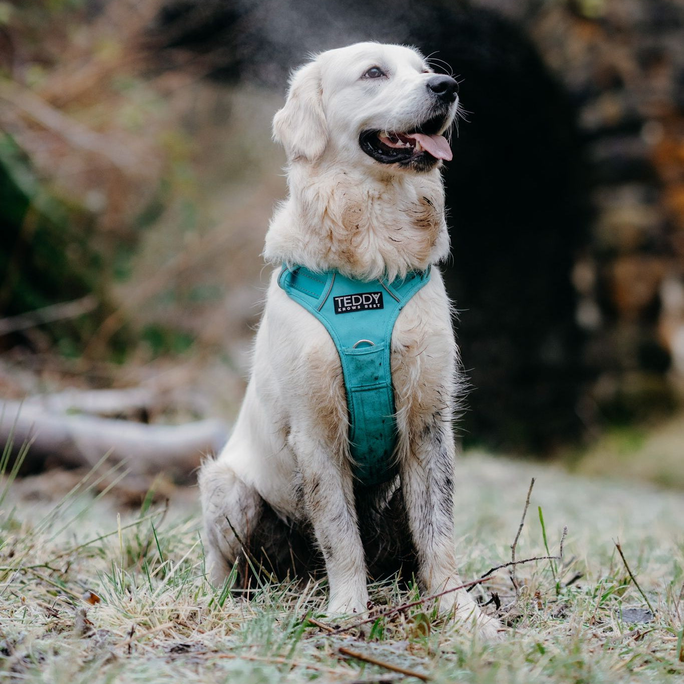 Polar Bear Harness