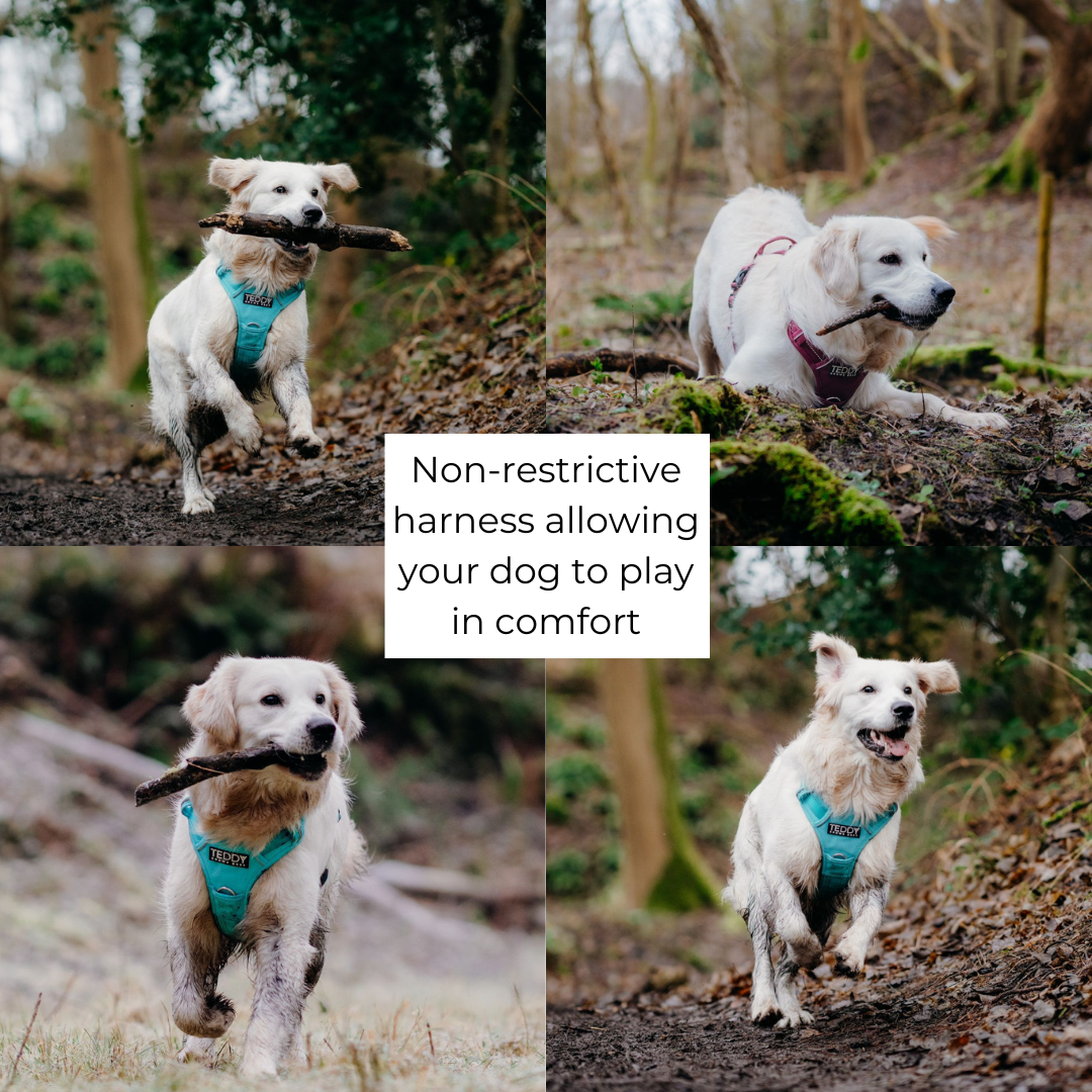 adjustable dog harnesses on a Golden Retriever playing in the woods