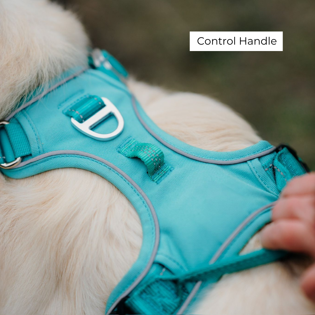 back of the adjustable dog harness showcasing the control handle