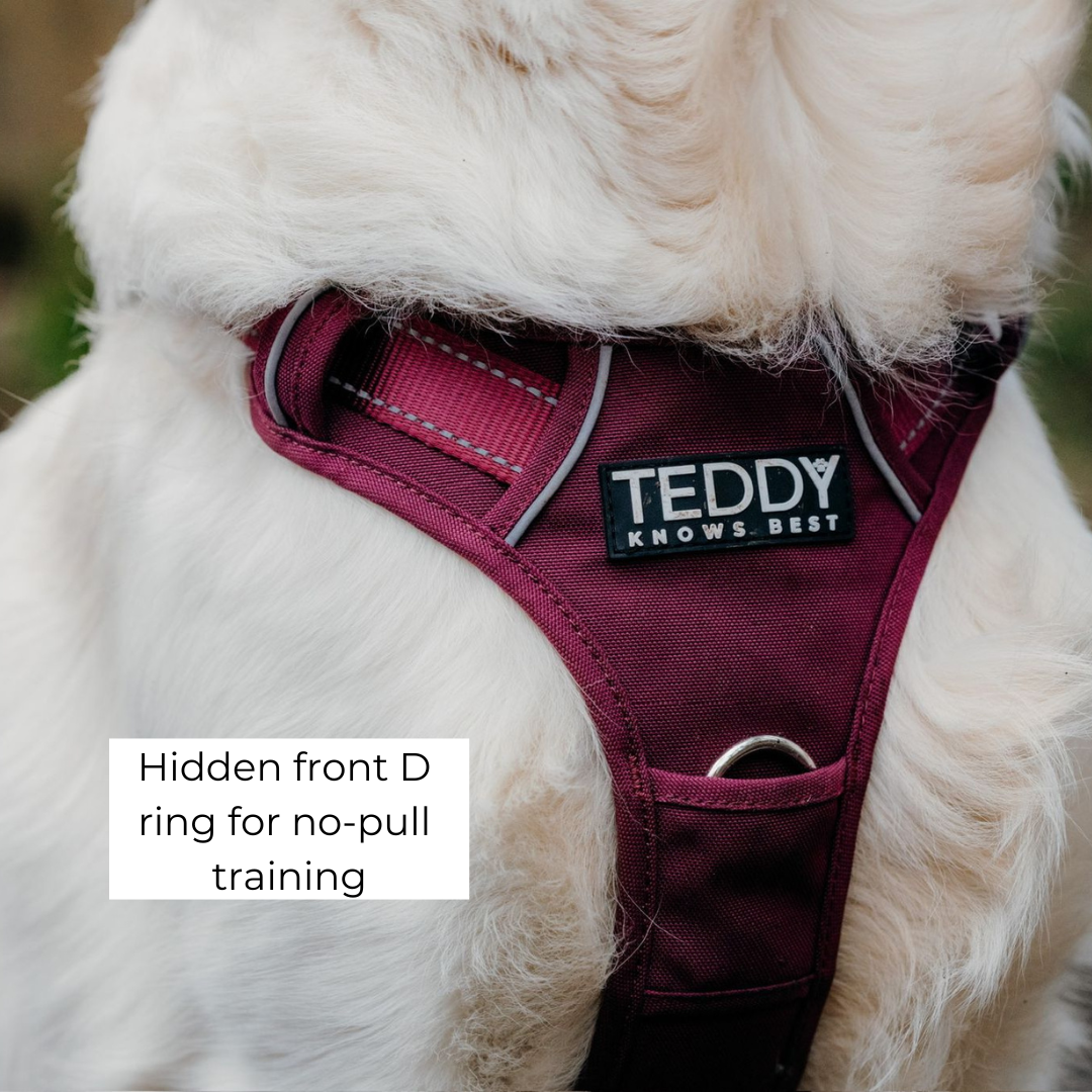 front of the adjustable dog harness showing the front D ring for no-pull training