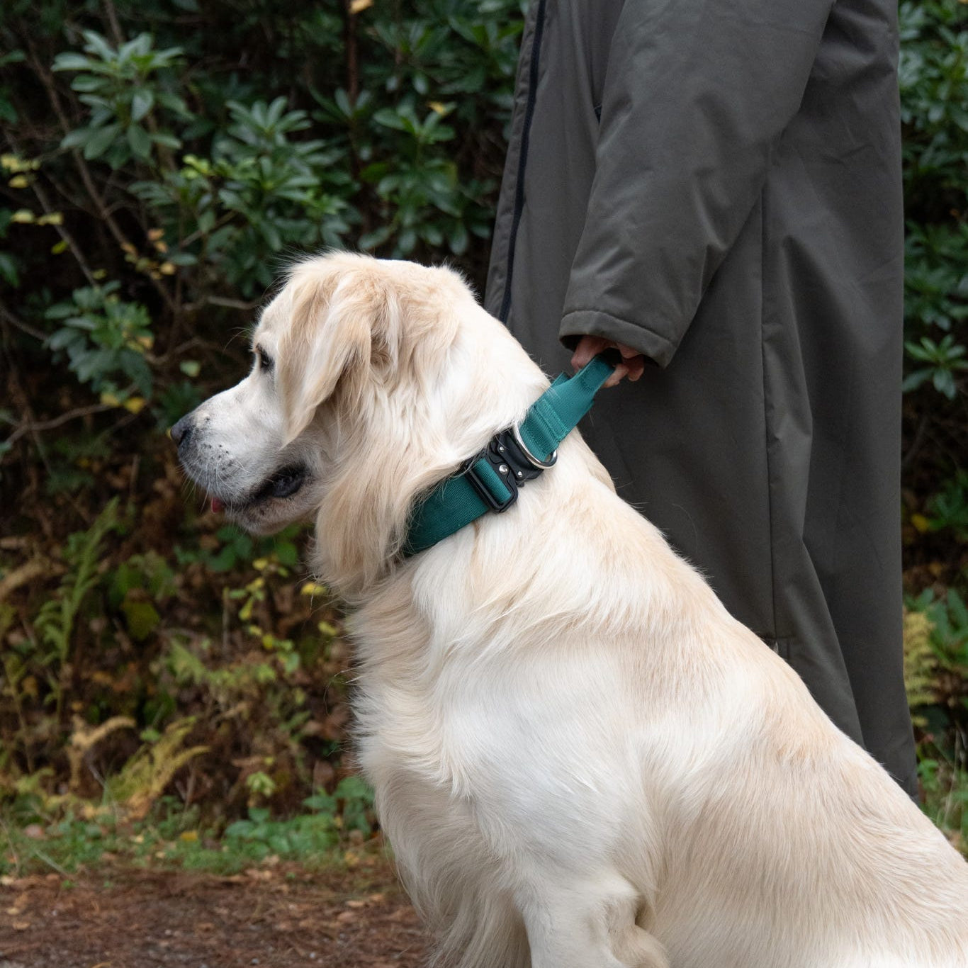 Woodland Wanderers Trio