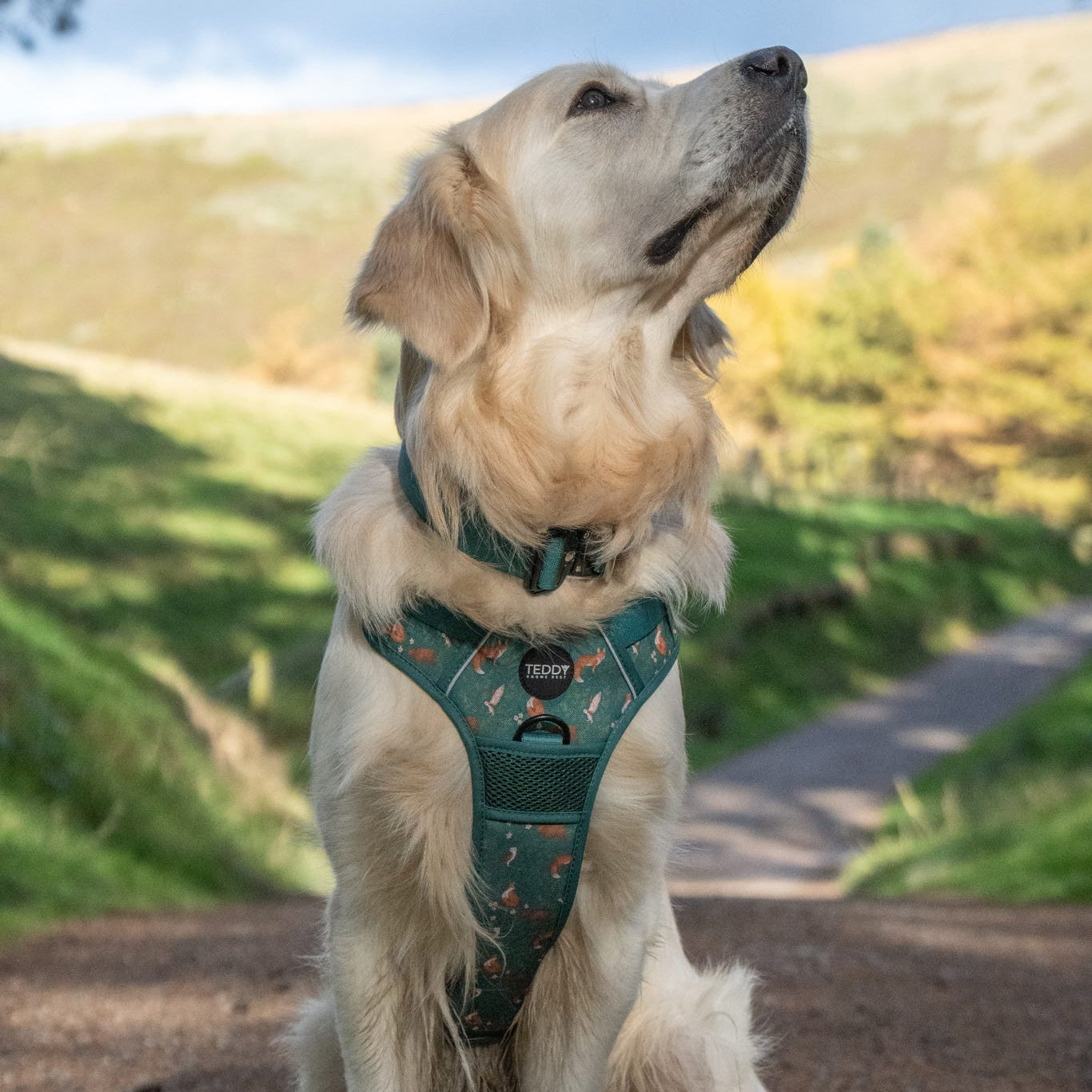 Woodland Wanderers Trio