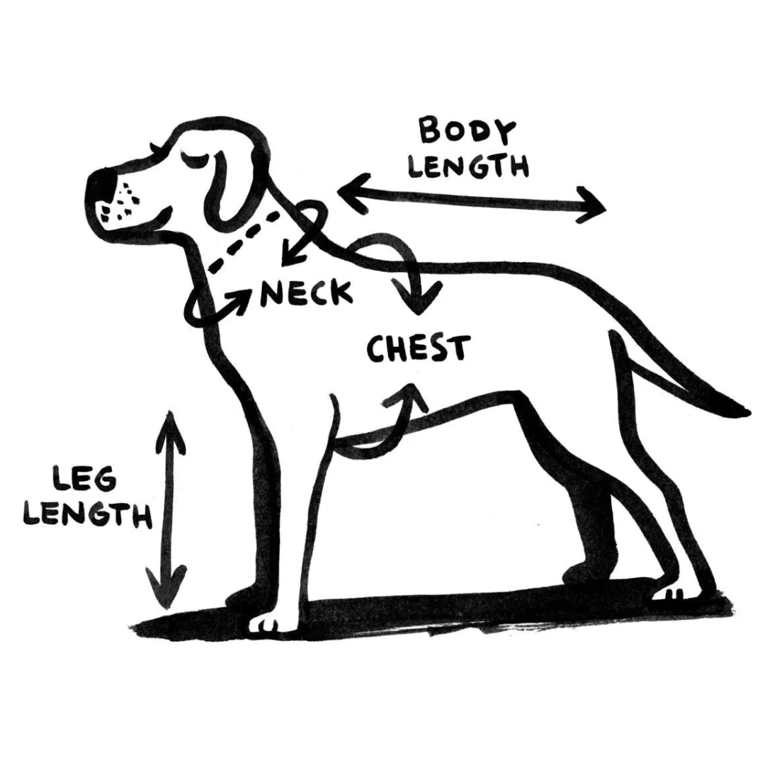 how to measure your dog for a harness and collar